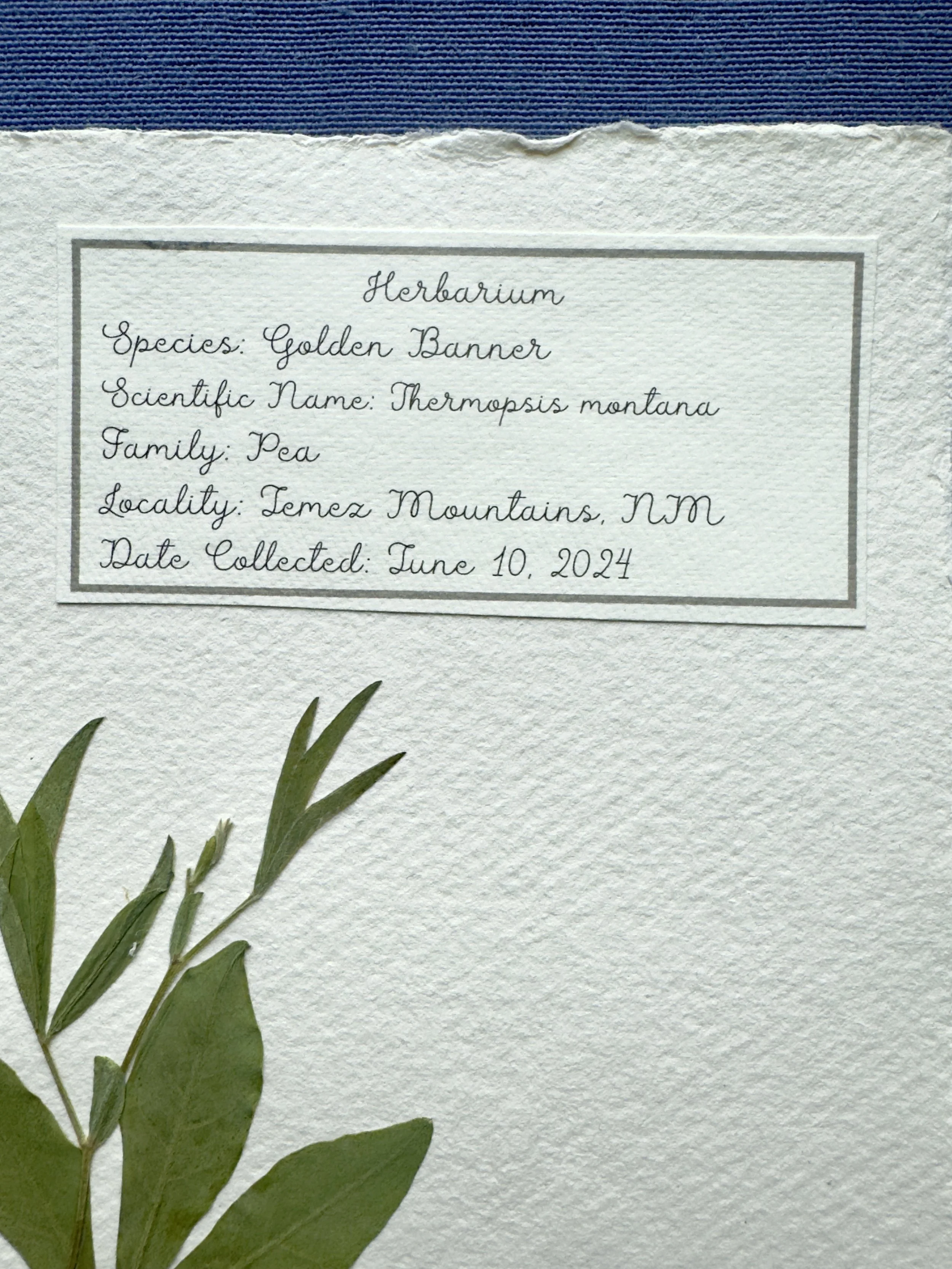 Golden Banner label.jpg