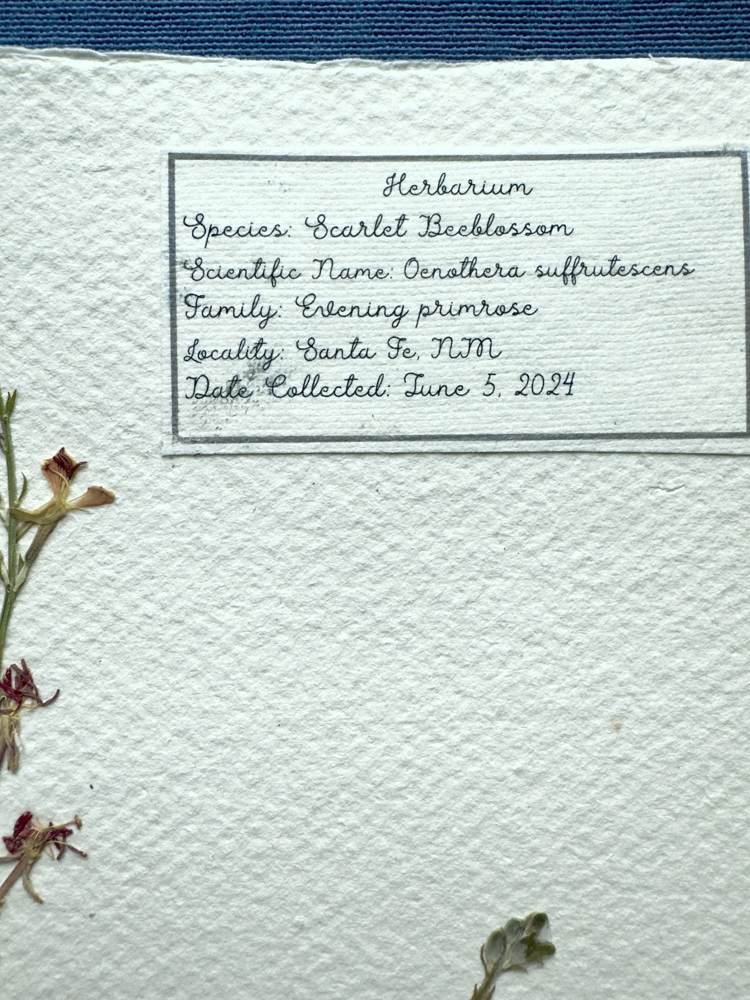 Scarlet Beeblossom label.jpg