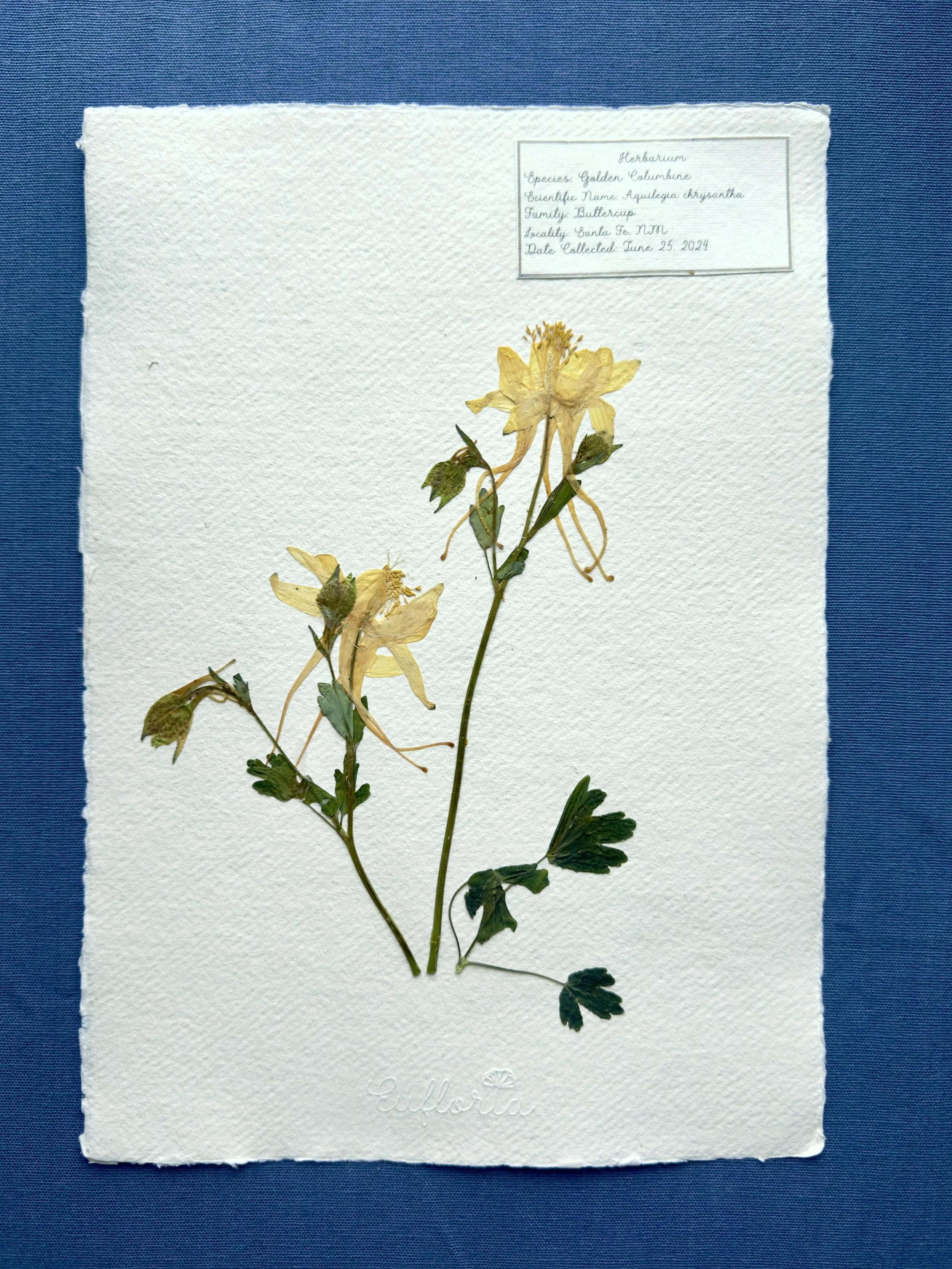 Golden Columbine 2.jpg