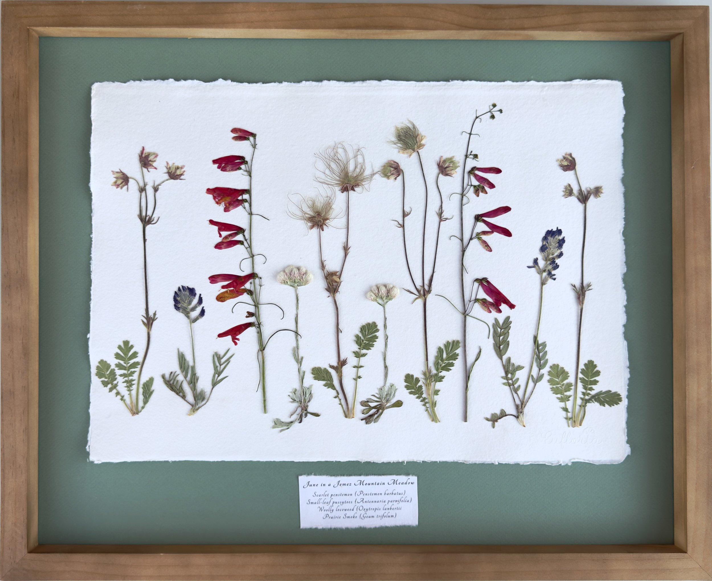 June in a Jemez Mountain Meadow.
16" x 20".
Available at Santa Fe Spirits. $430.