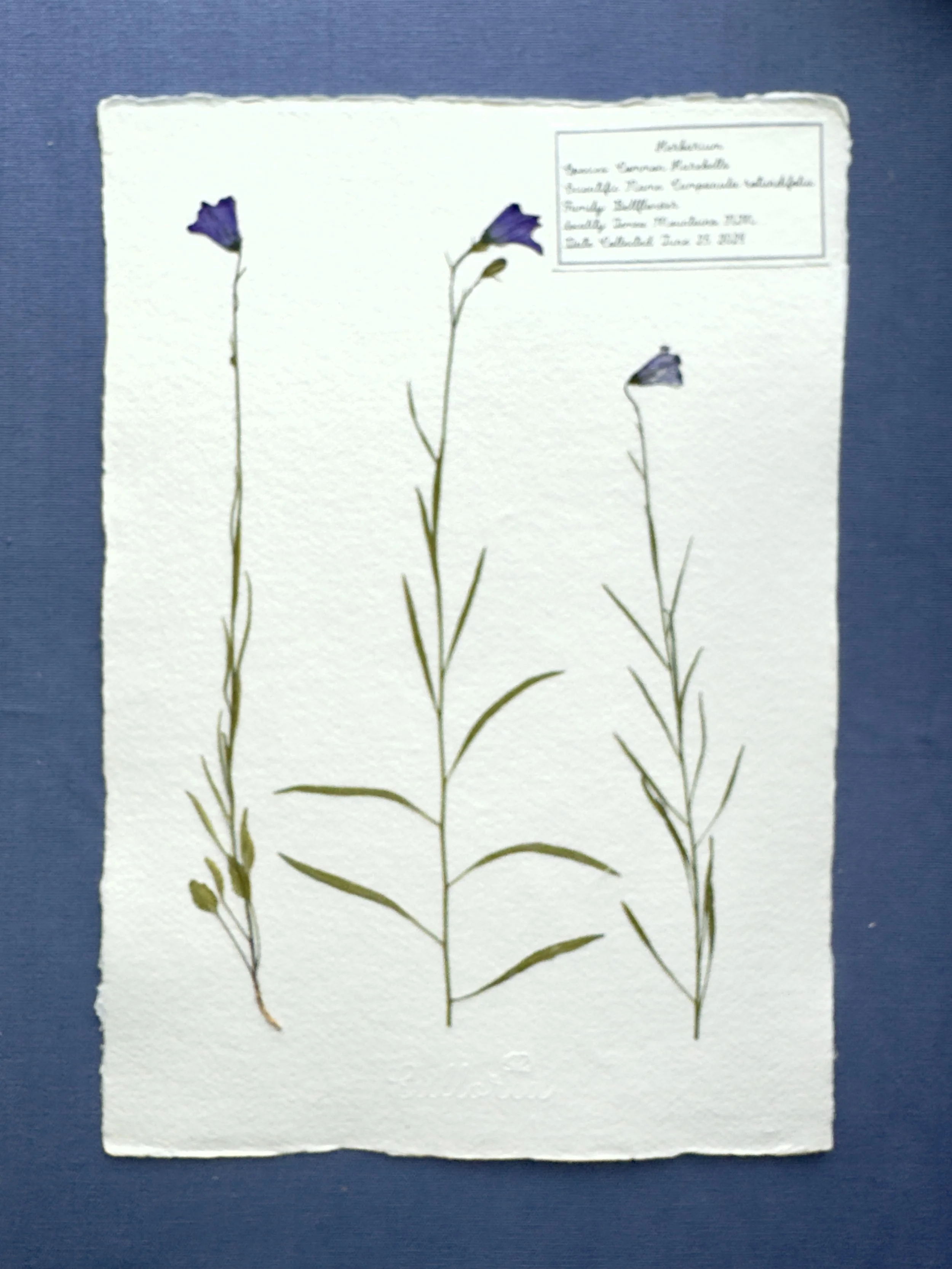 Common Harebells_A4.jpg