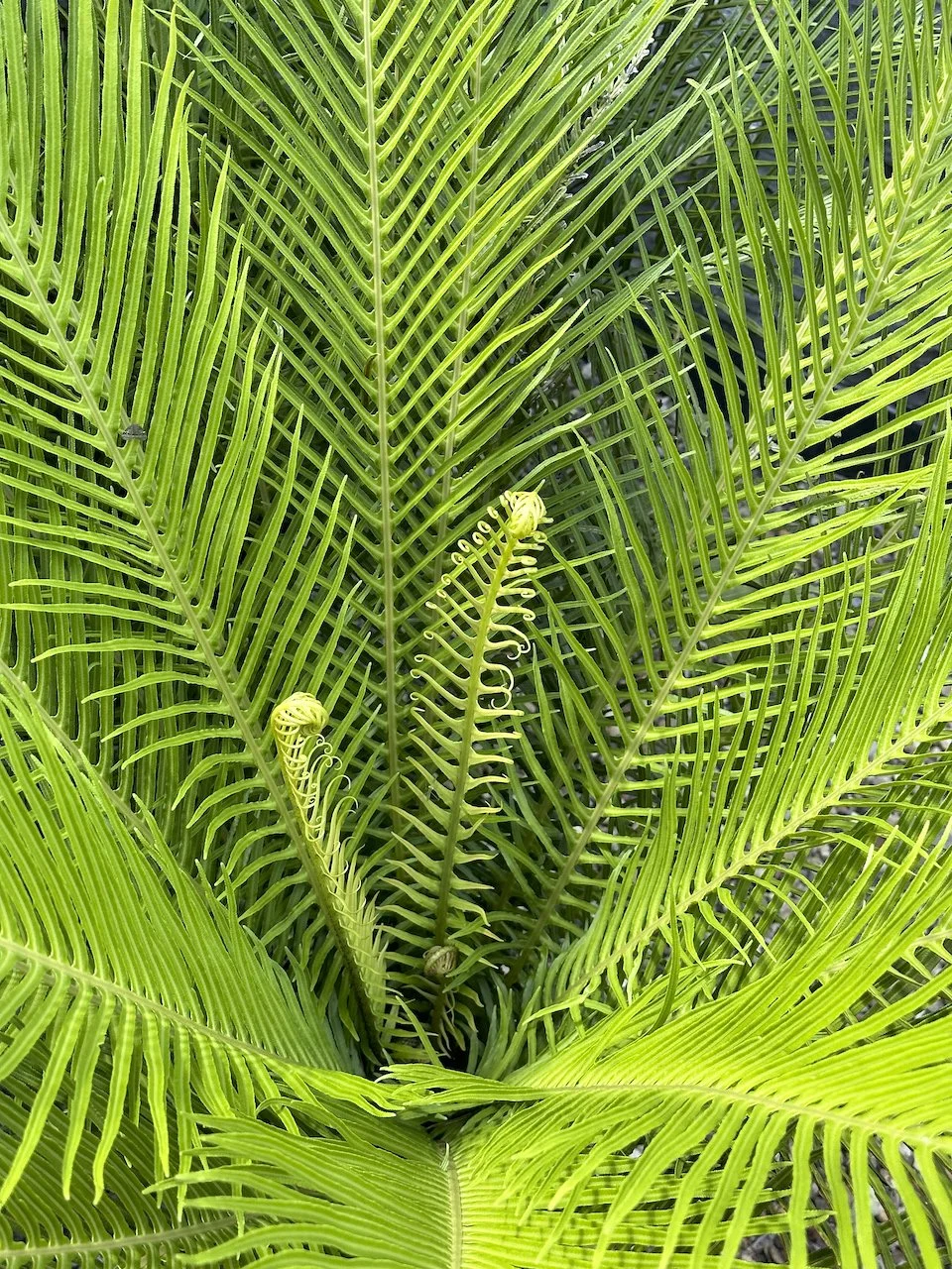 Plant-focused landscape design benefits