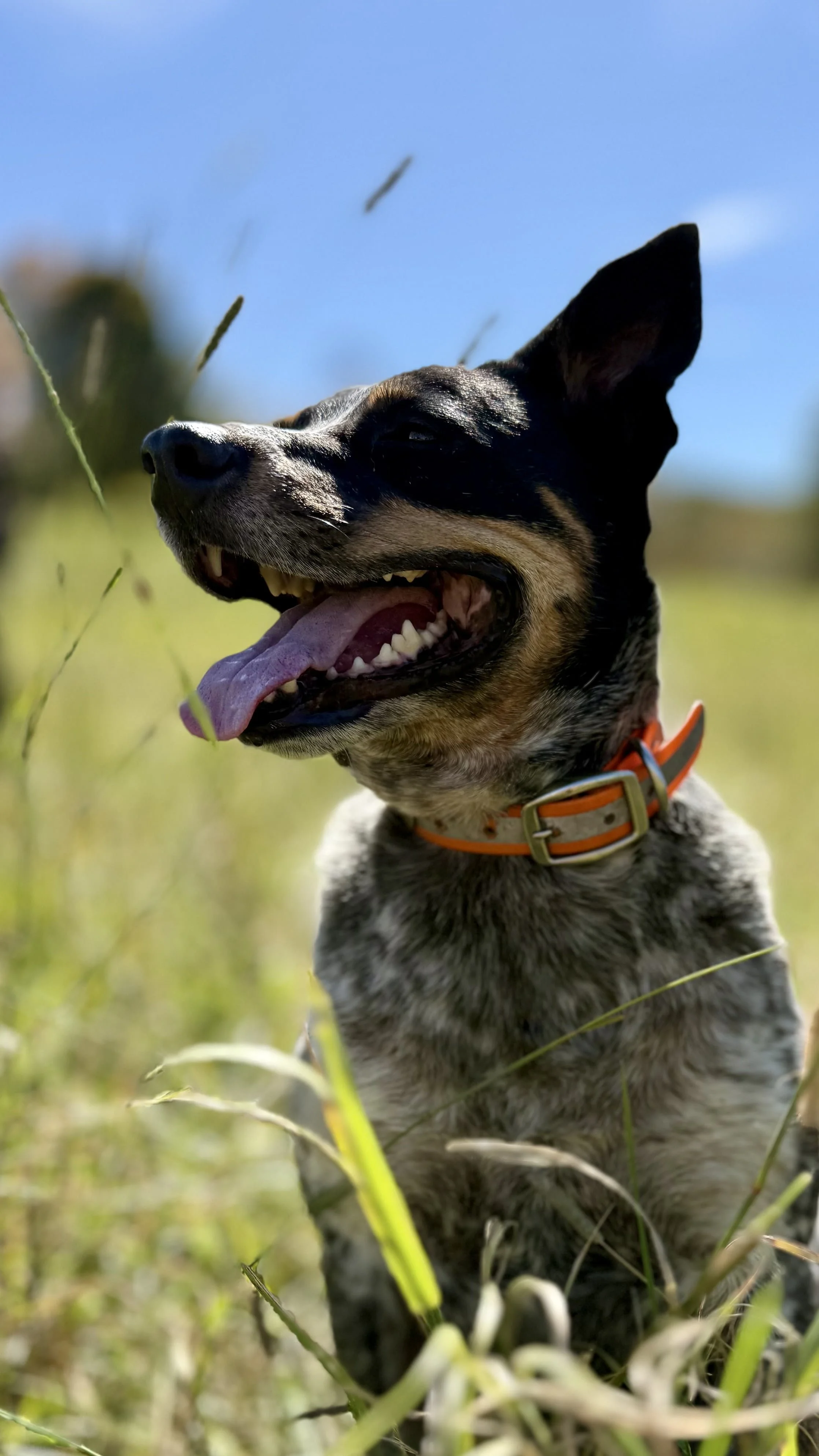 farm-dogs