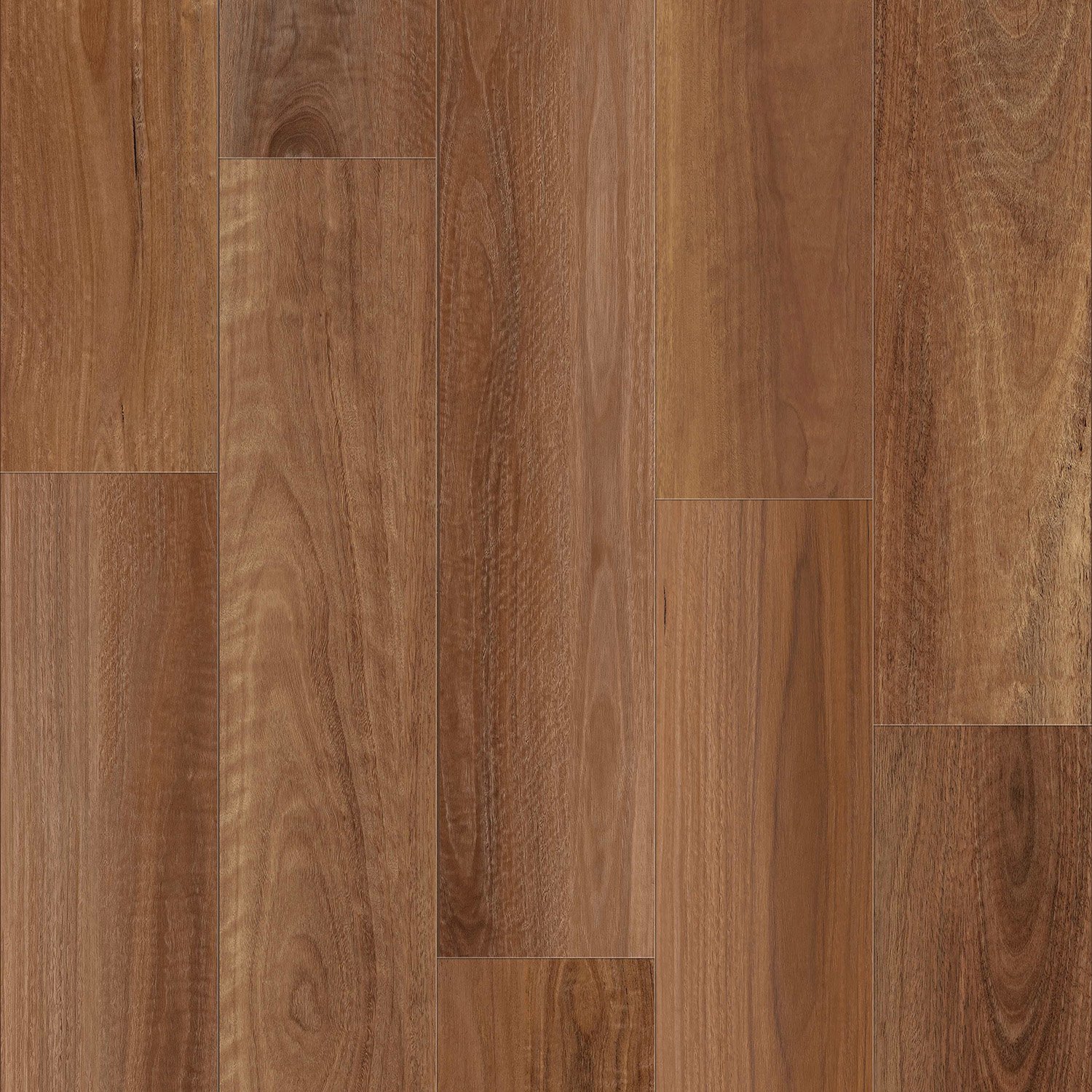 SPOTTED GUM 1.jpg