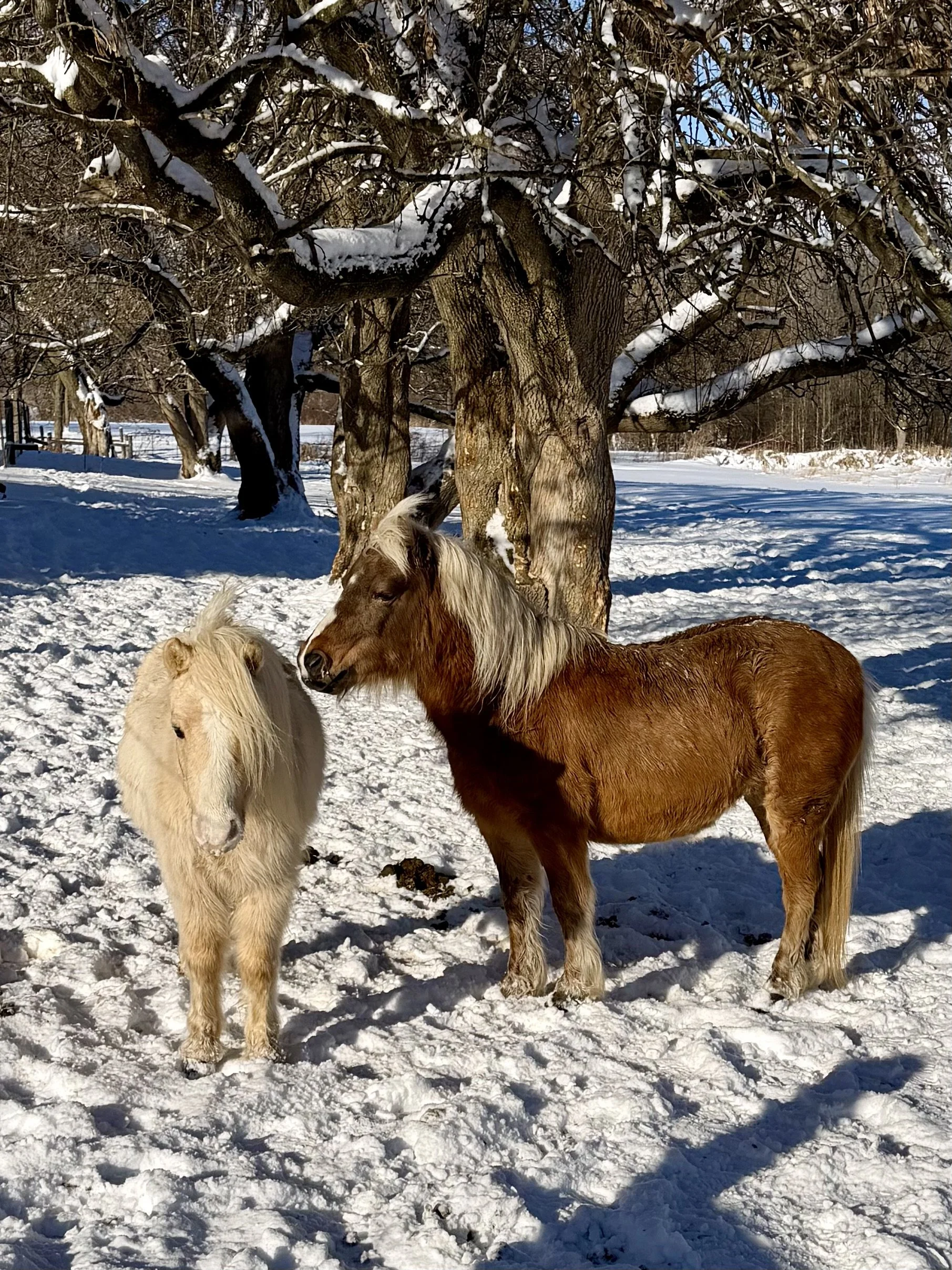 More Than Words: How the Herd Helps Neurodivergent Teens Find Their Calm