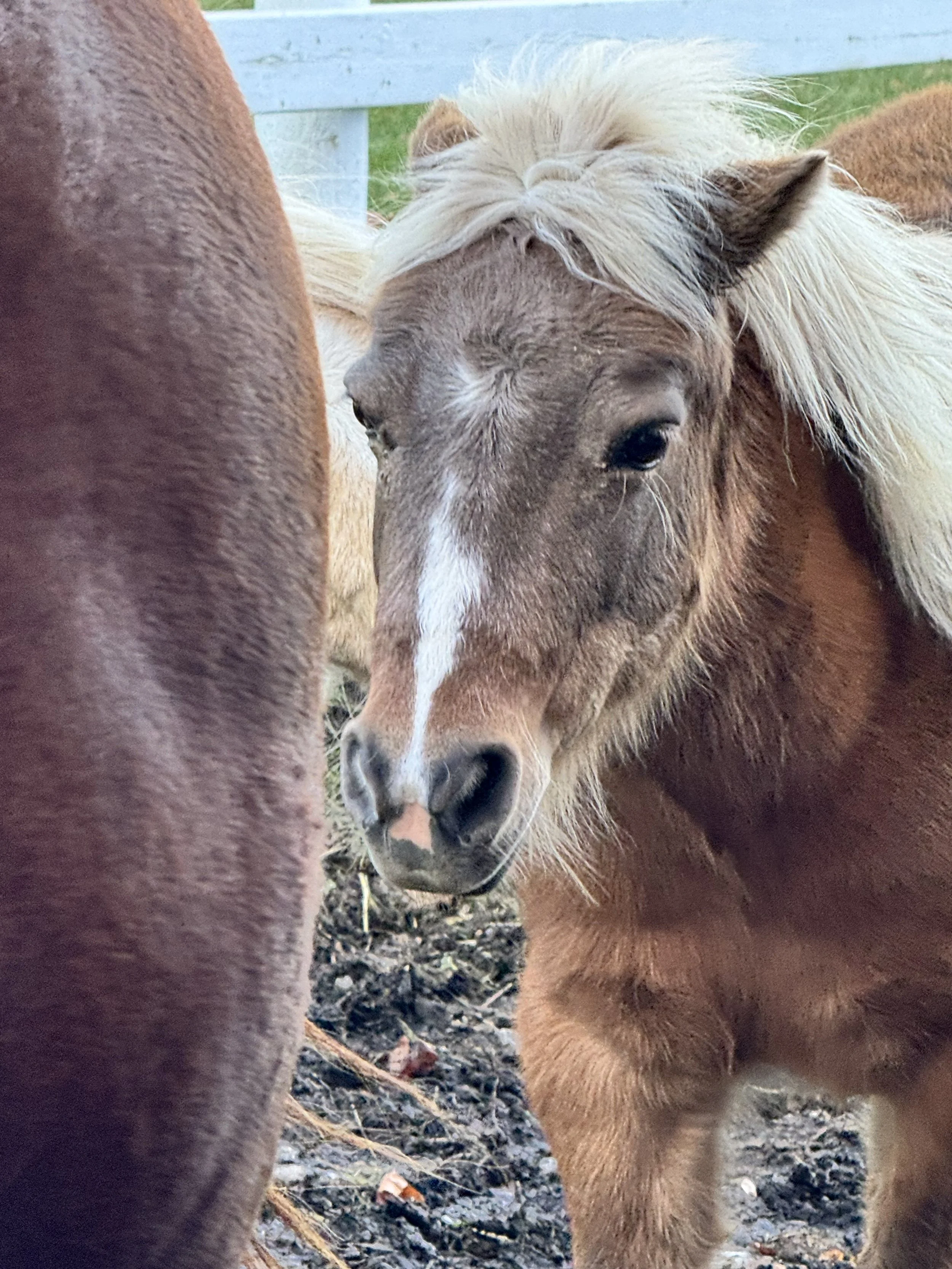 Defiance or Dysregulation? Decoding the "After-School Meltdown"