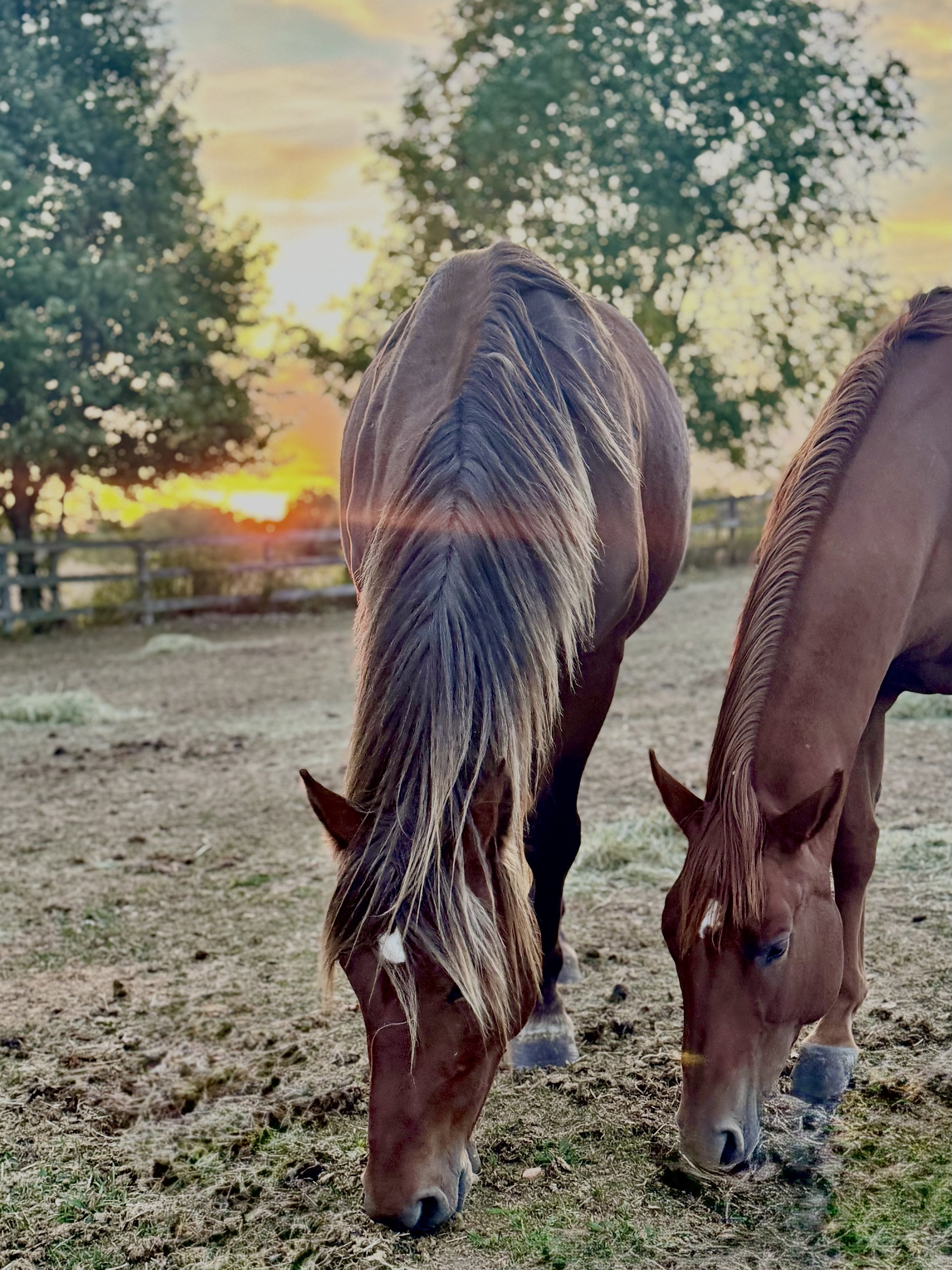 Finding Your "Glimmers": How to Spot Safety When Anxiety is Loud