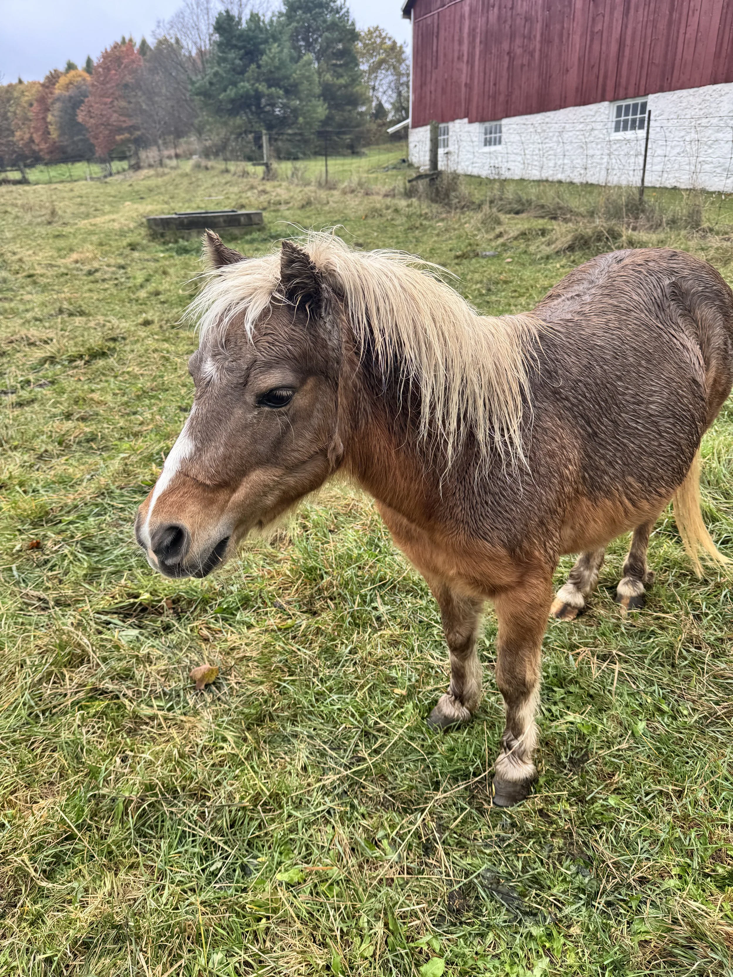 When the Body Holds the Script: Finding a "System Reset" in the Pasture