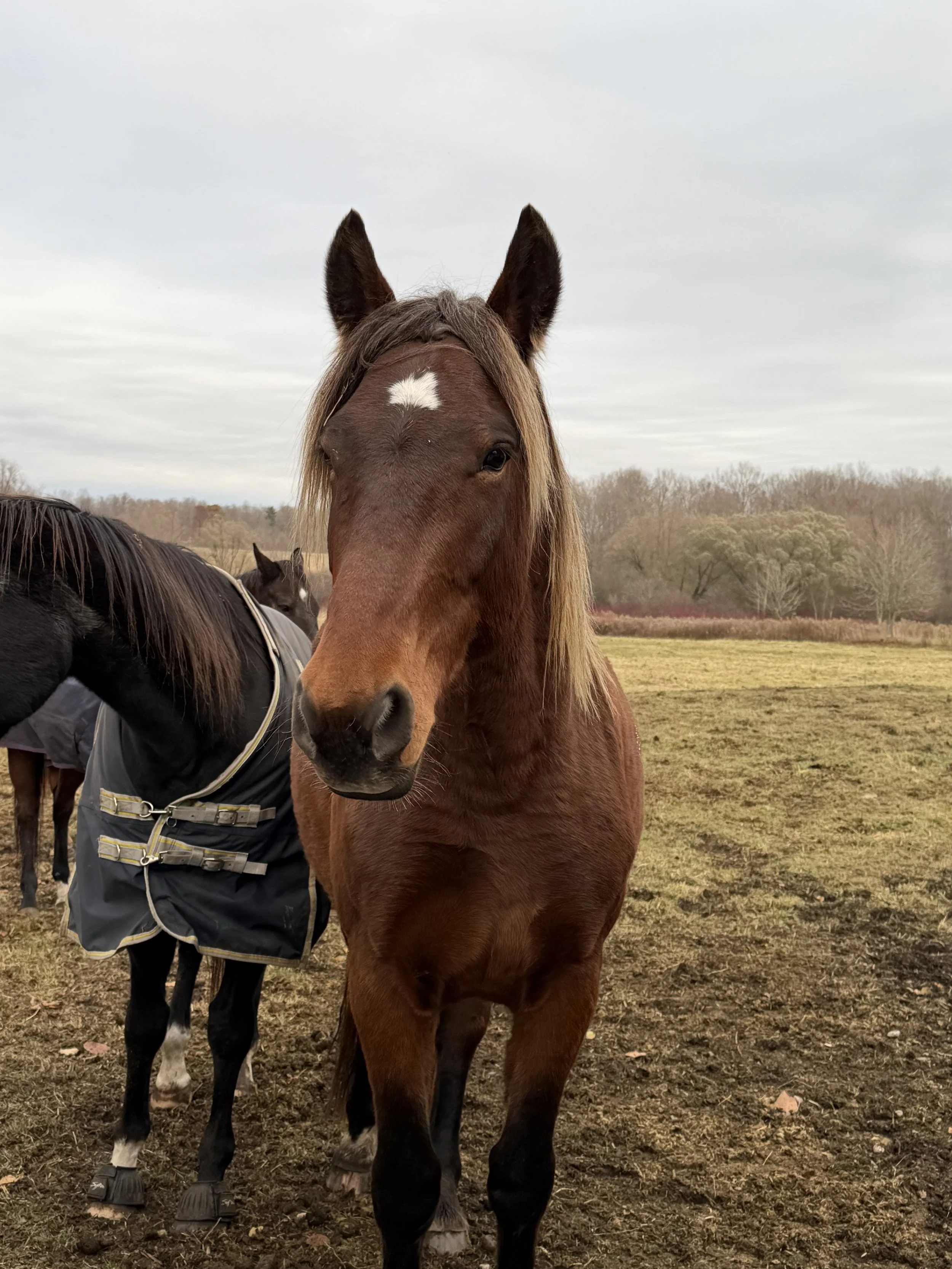 A brown horse with a blonde mane and white star, with trees in the background.