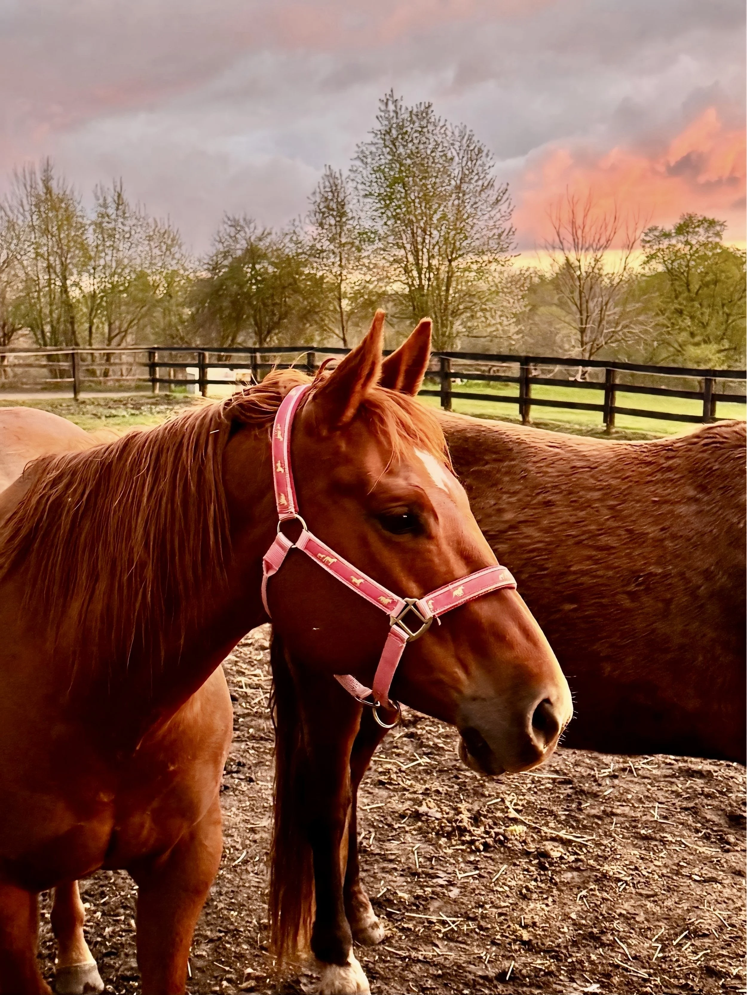 A brown horse with a pink halter standing on dirt ground, with trees and a fenced pasture in the background during sunset