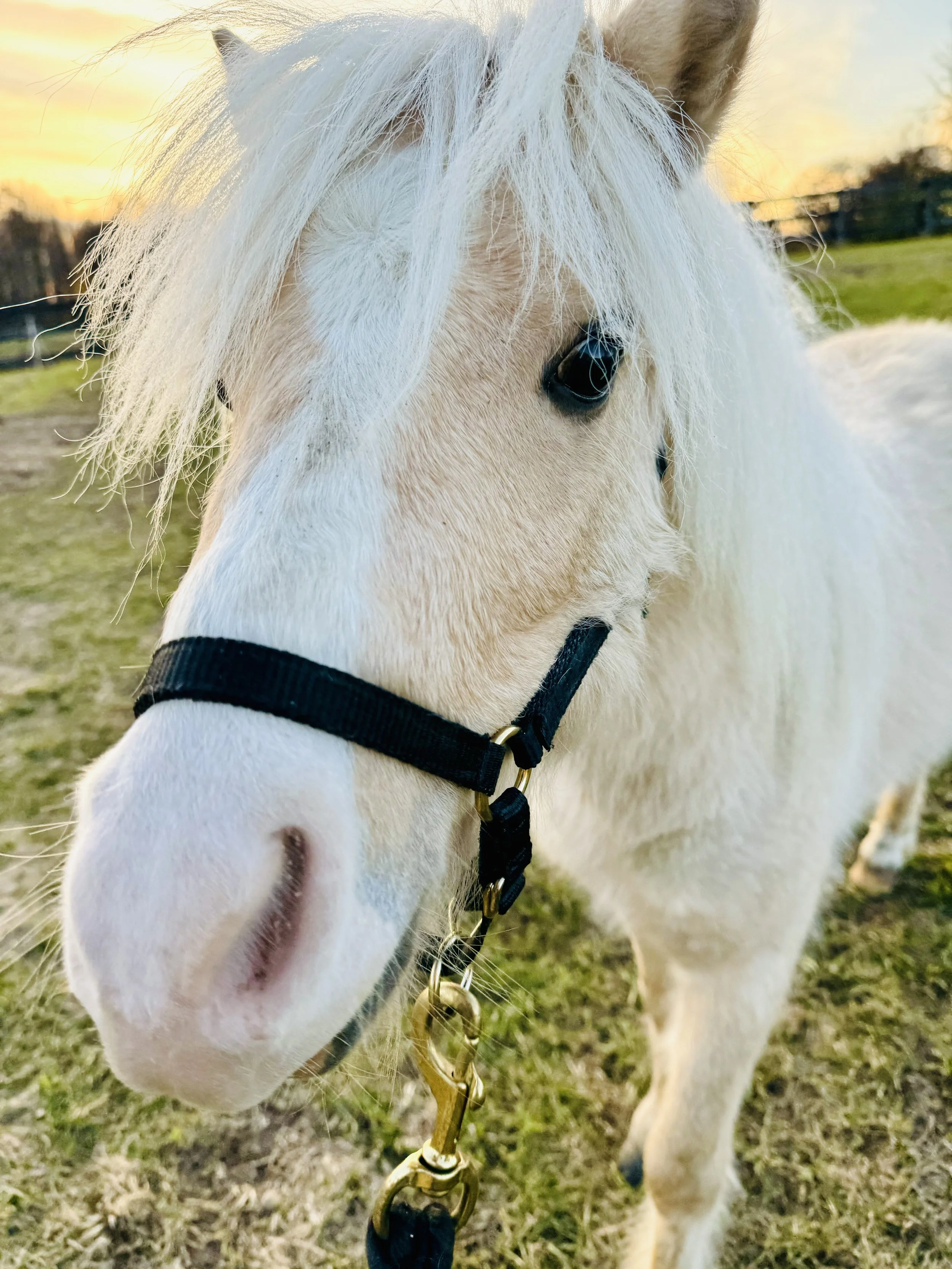 Close-up of a white horse with a black halter, standing in a grassy field during sunset.