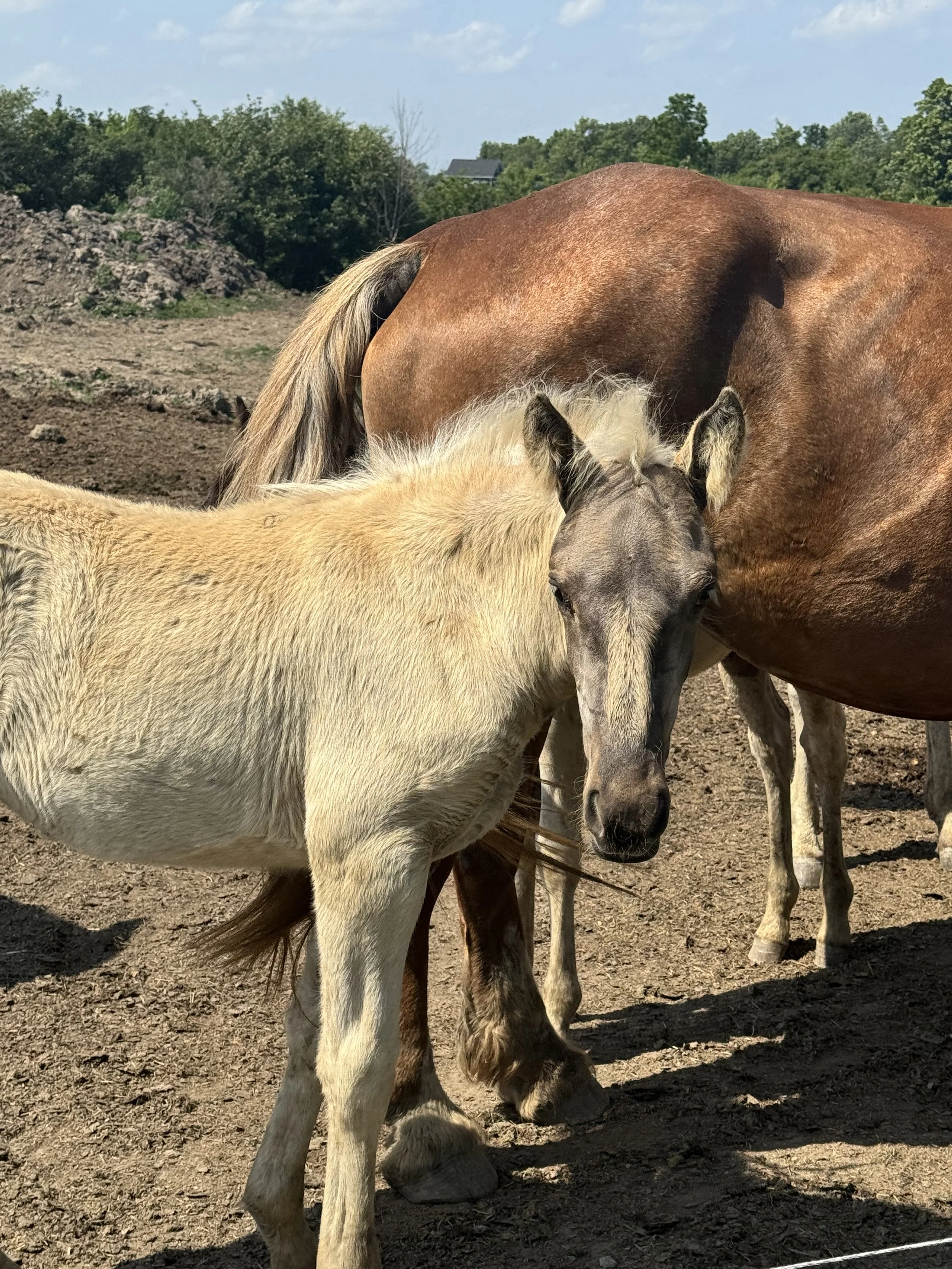 A foal nuzzles its mother horse in a dirt field with a background of trees and blue sky.