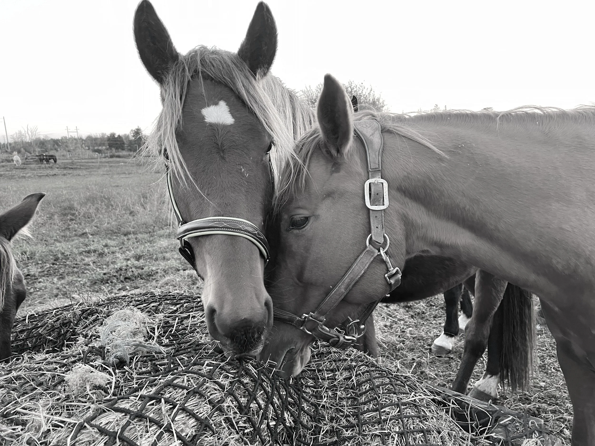 Two horses, one with a star-shaped marking on its forehead, are grazing on hay in a field.