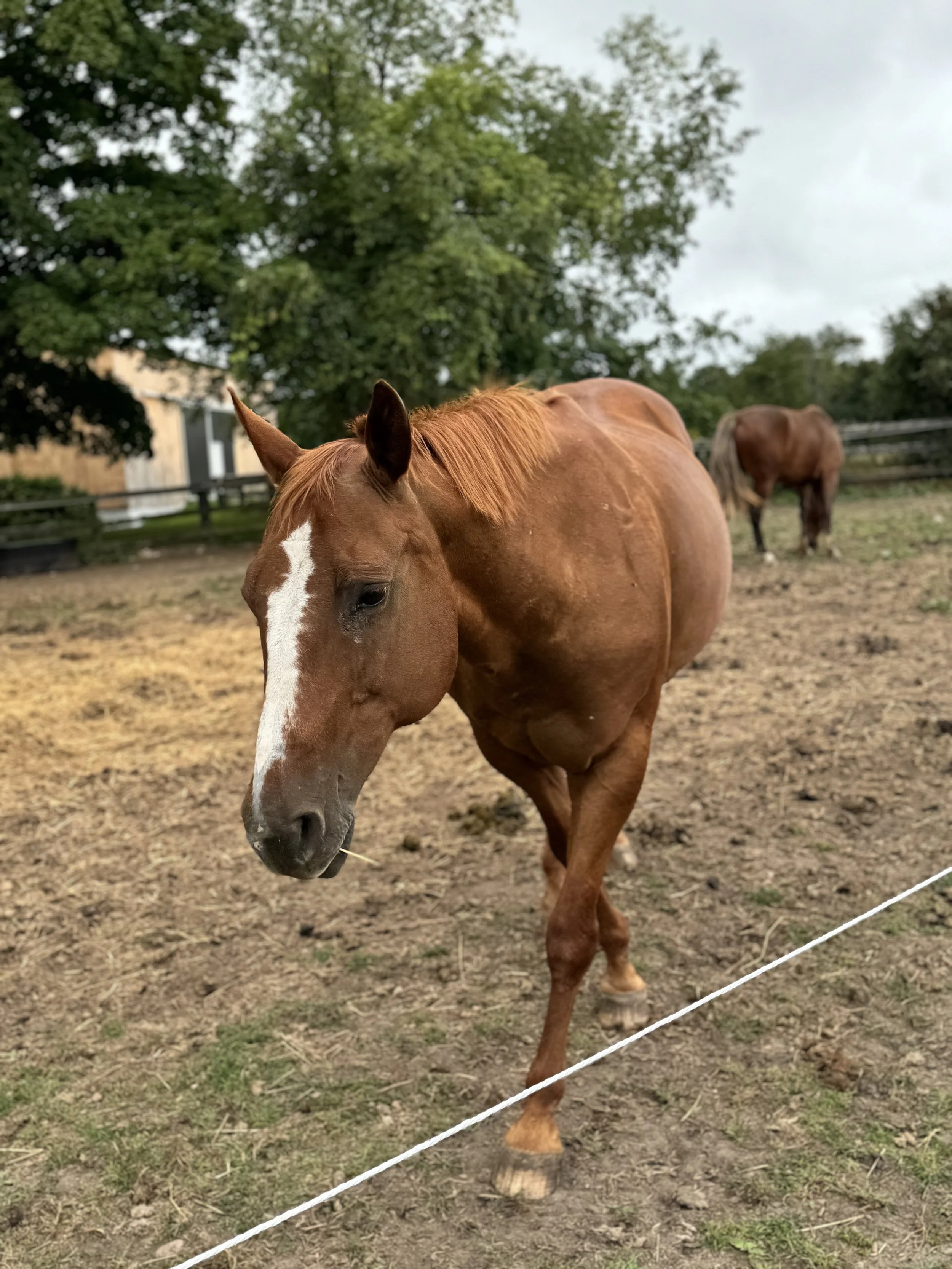 Close-up of a brown horse with a white stripe on its face standing on a dirt paddock, with another horse in the background, trees, and overcast sky.