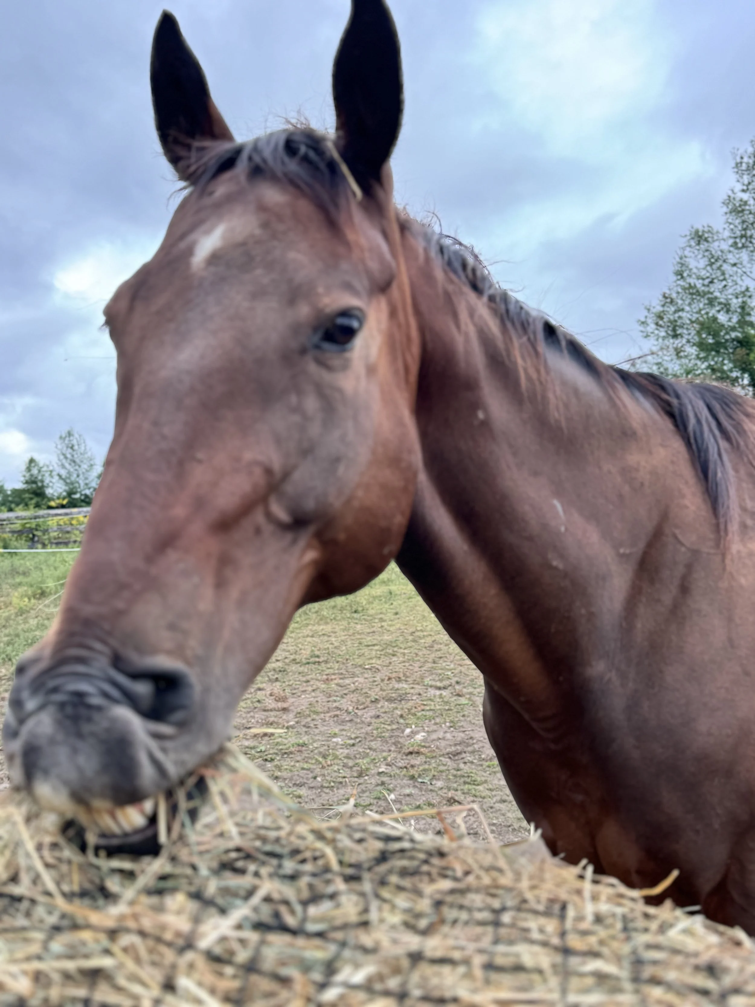 Close-up of a brown horse with black mane eating hay in an outdoor field under cloudy sky.