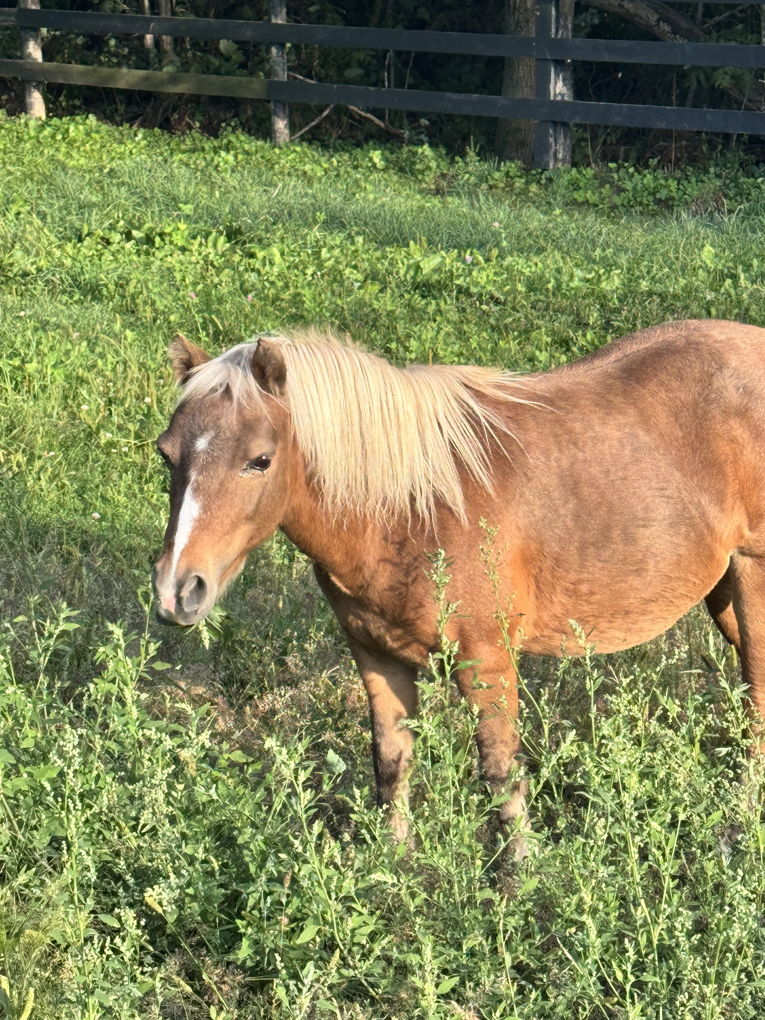 Close-up of a dark palomino pony with blonde man and honey coloured body 