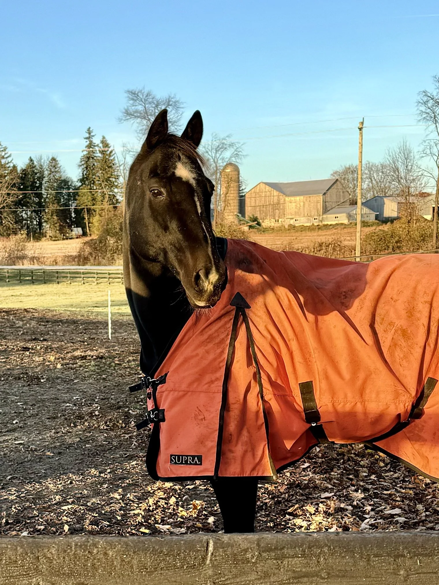 A black horse wearing an orange blanket with the brand name SENPA on it, standing outdoors on a farm with trees, buildings, and a clear blue sky in the background.