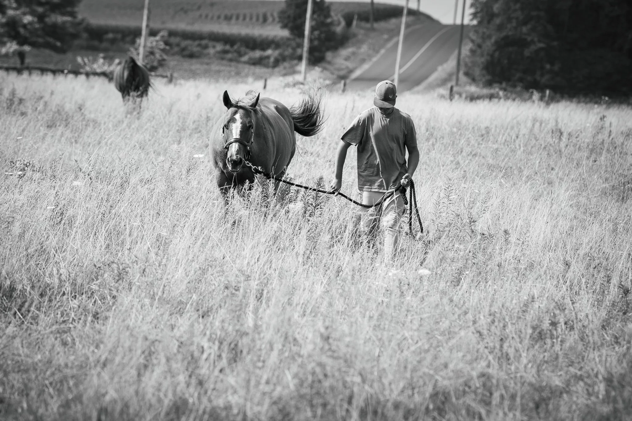 A person leading a horse through tall grass in a field, with another horse in the background.