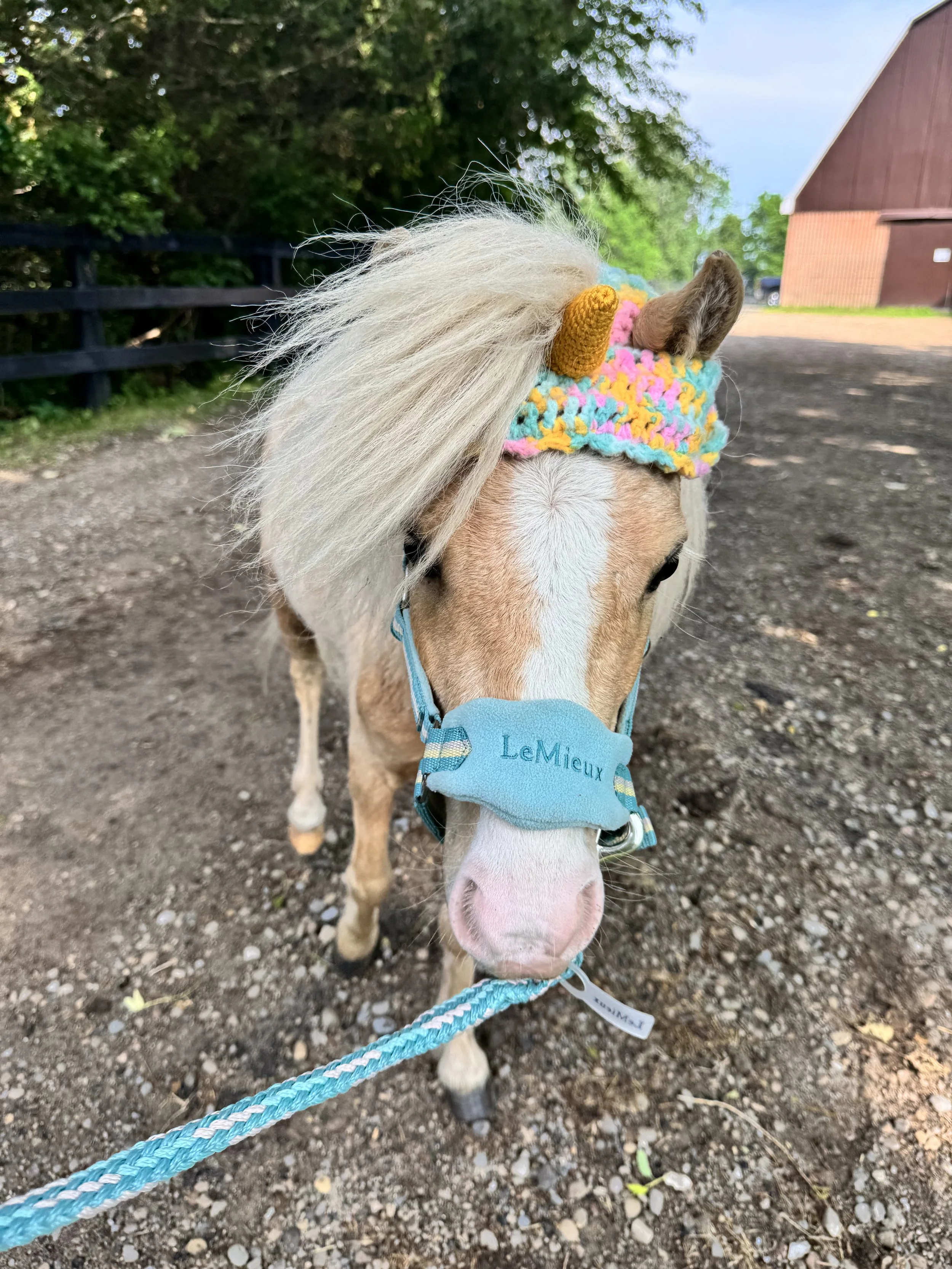 A small horse or pony wearing a blue halter with the name 'LeMieux' on it, and a colorful crocheted unicorn hat with a yellow horn and pink, blue, and yellow accents. The pony is standing outside on a dirt path with green trees and a wooden barn in the background.