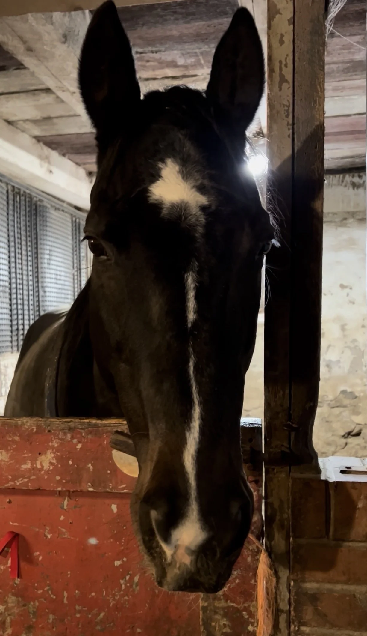 Close-up of a horse's head inside a stable, with its face hanging over a red wooden barrier, and a white star-shaped marking on its forehead.