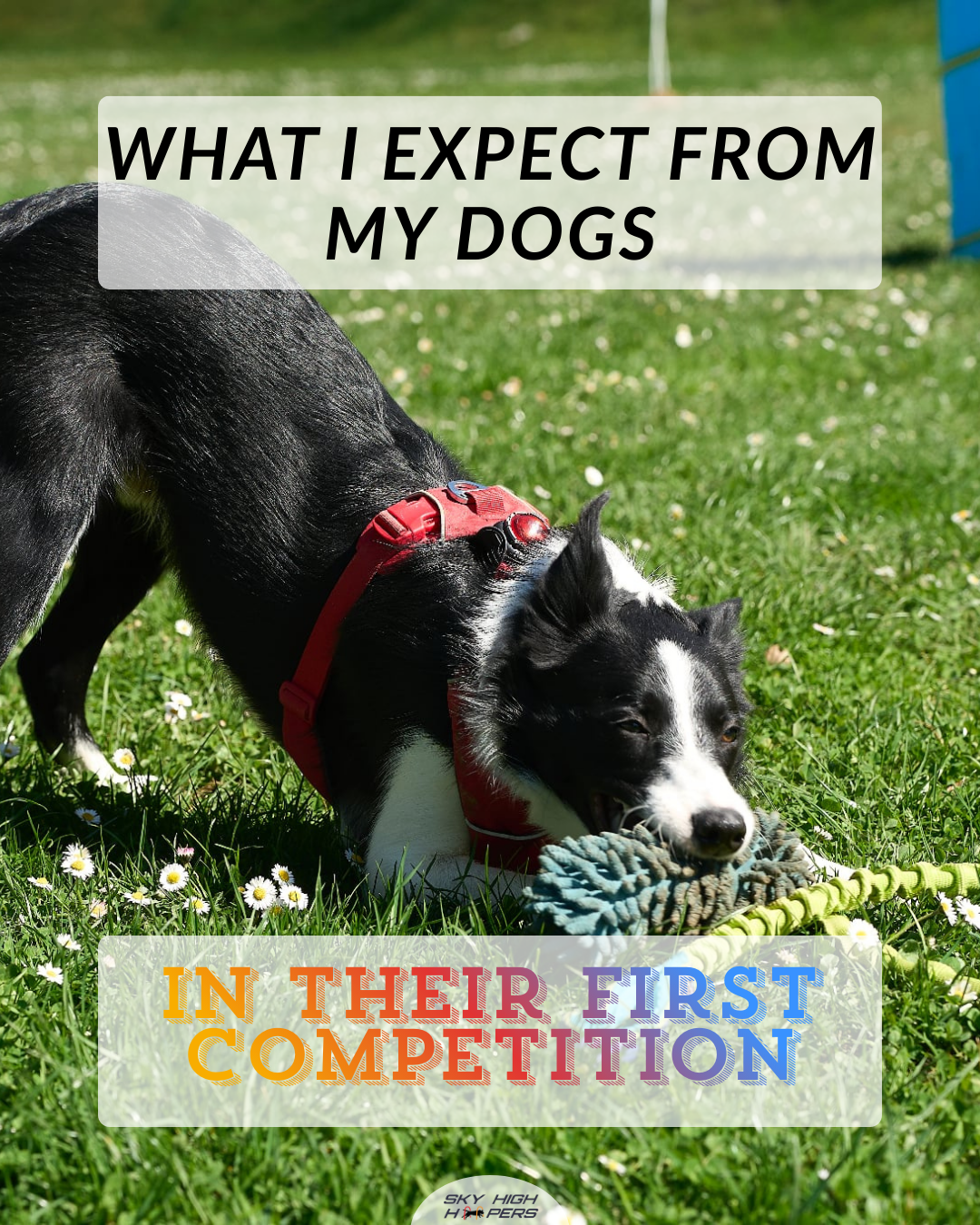 What I expect from my dogs in their first competition