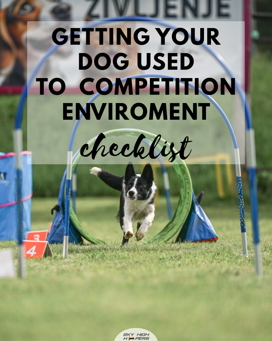 Getting your dog used to competition environment