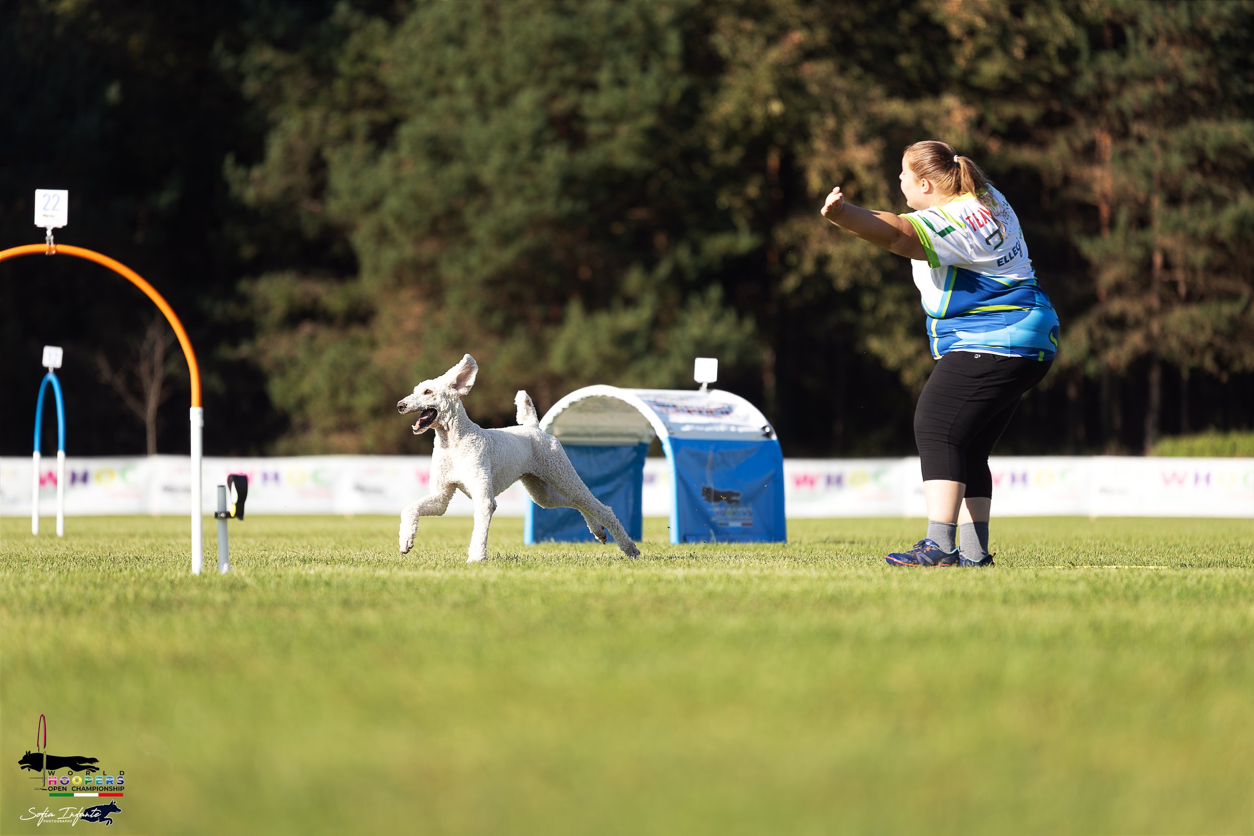 A woman in athletic clothing training a white dog at an outdoor agility hoopers course, with colorful equipment and a background of trees.