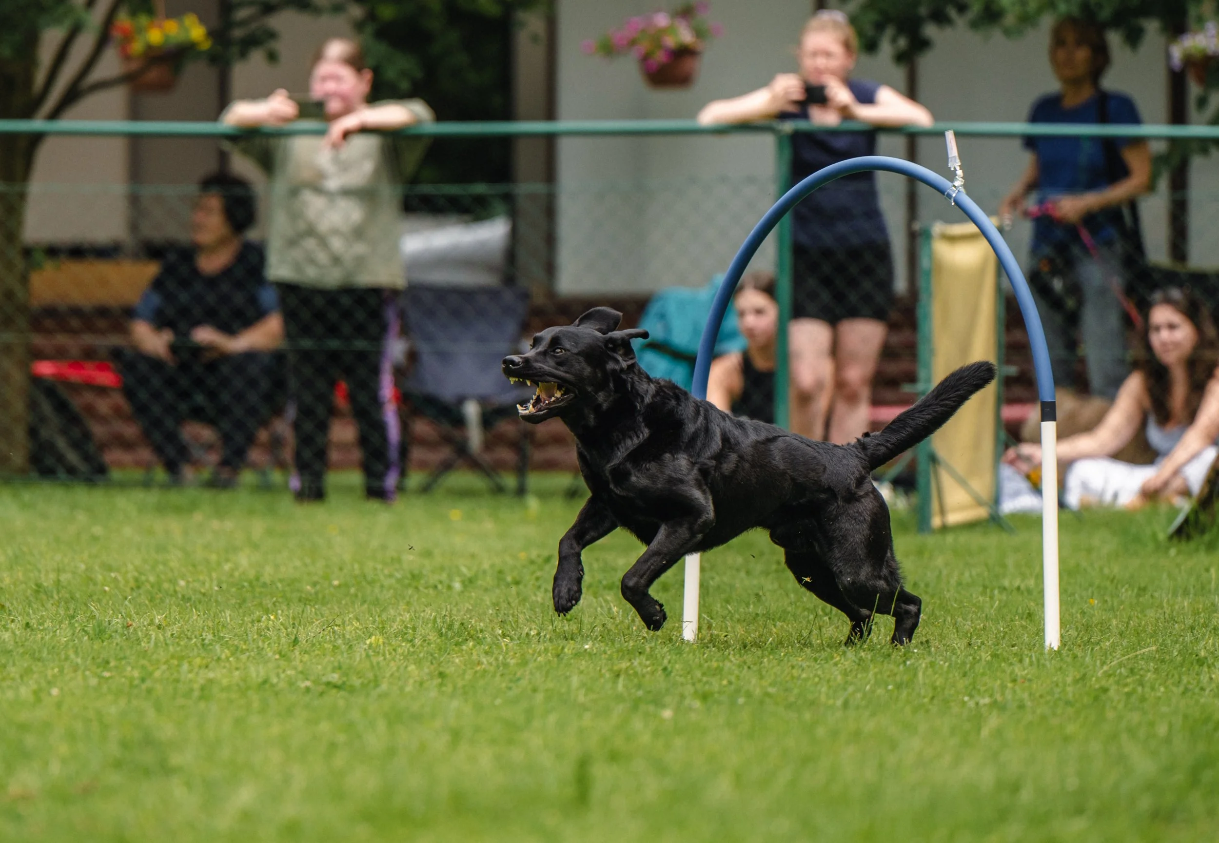 A black dog running through a grassy field during a dog agility event, with spectators in the background watching behind a fence.