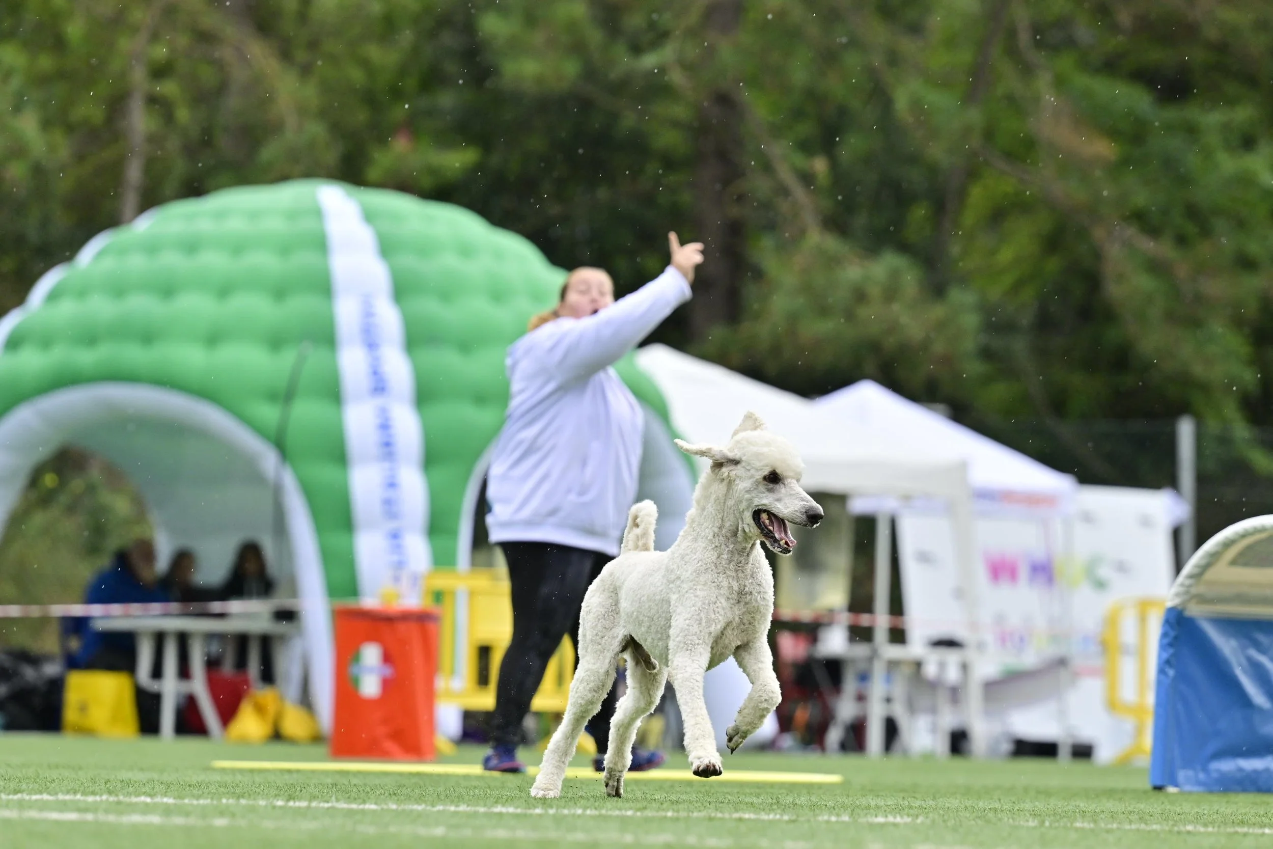 A dog performing in a dog agility hoopers event, running through an obstacle on a green field, with a handler and agility hoopers equipment in the background.