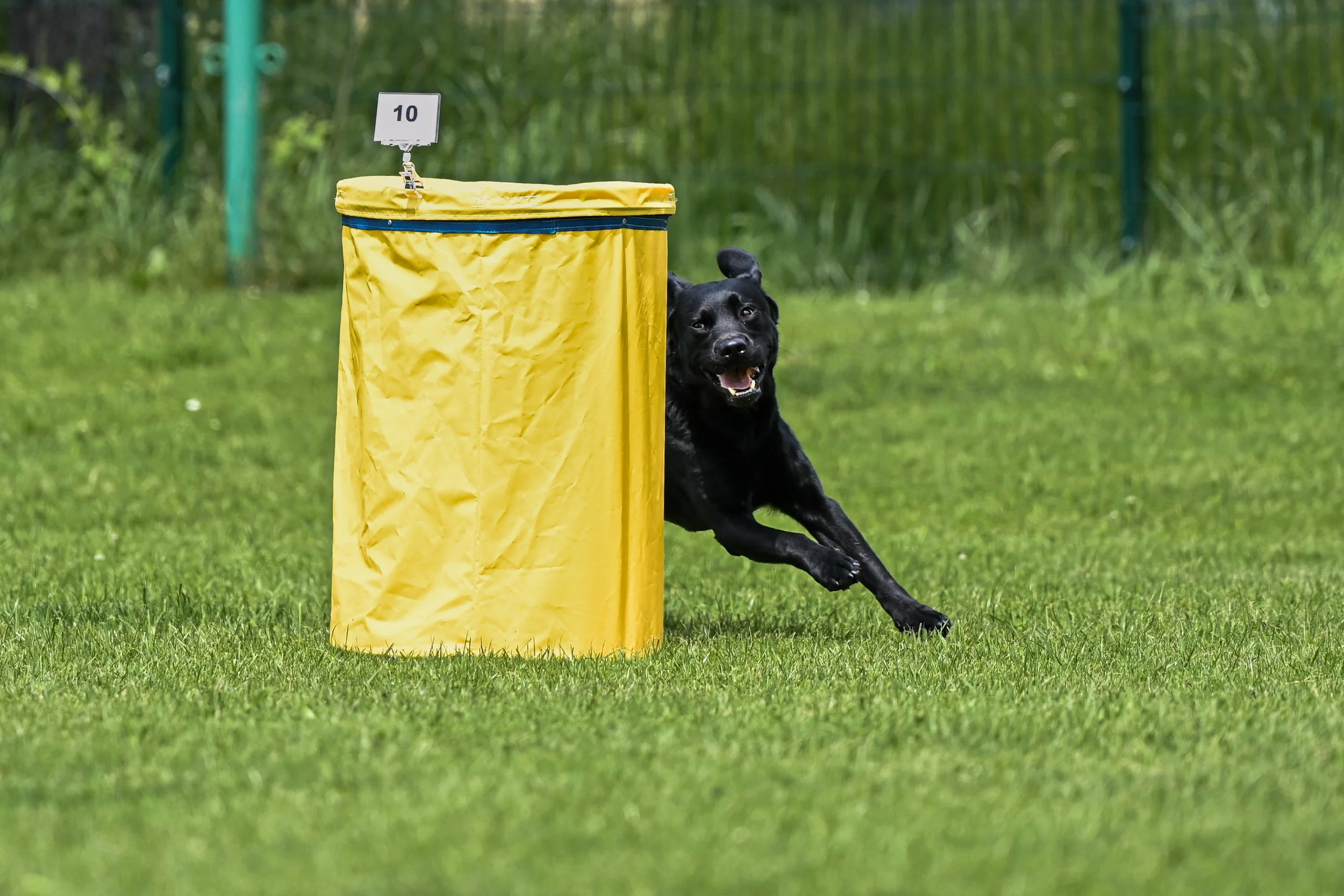 A black dog runs around a yellow hoopers obstacle on a grassy field during a dog agility hoopers event.