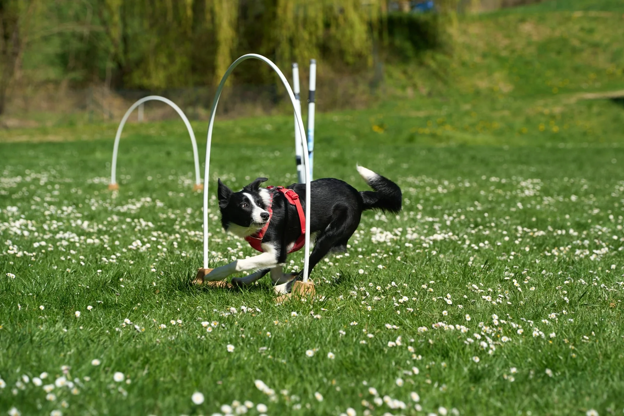 A black and white dog running through a hoopers training course in a grassy field with small white flowers, under a clear sky.
