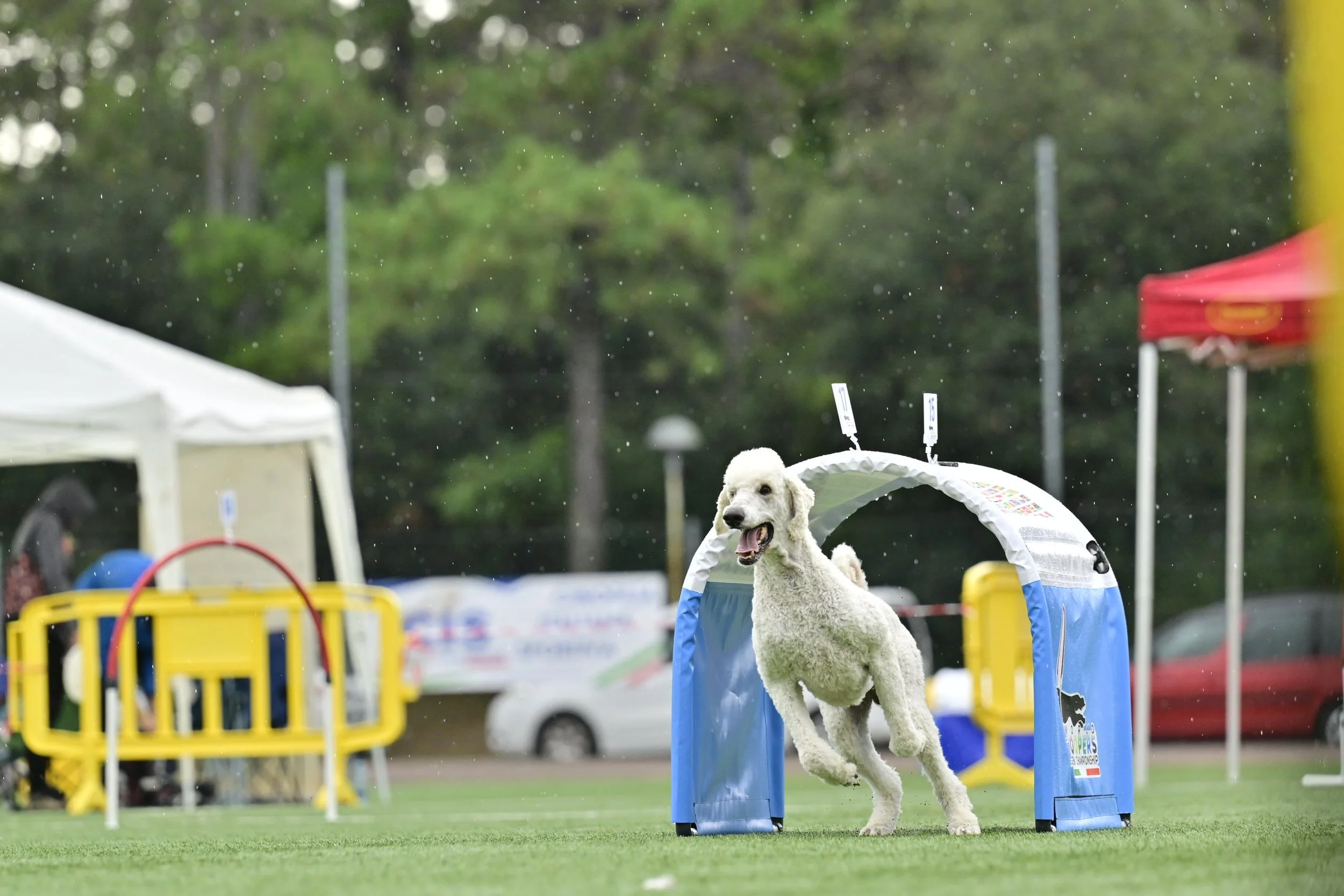 A white dog running through a hoopers tunnel in an outdoor dog agility hoopers course, rain falling, with tents and trees in the background.