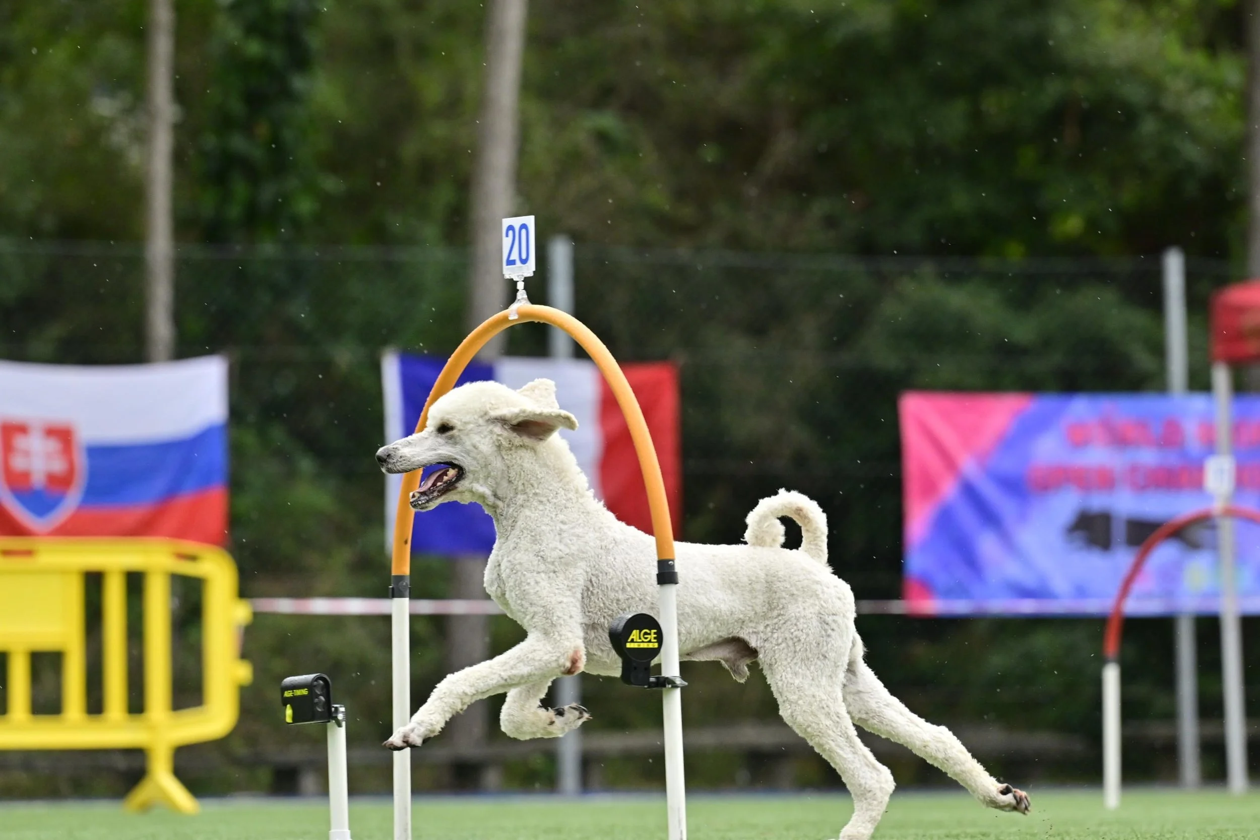 A white dog running through a hoop a canine agility hoopers competition. Background features trees and banners with Slovakian flags.