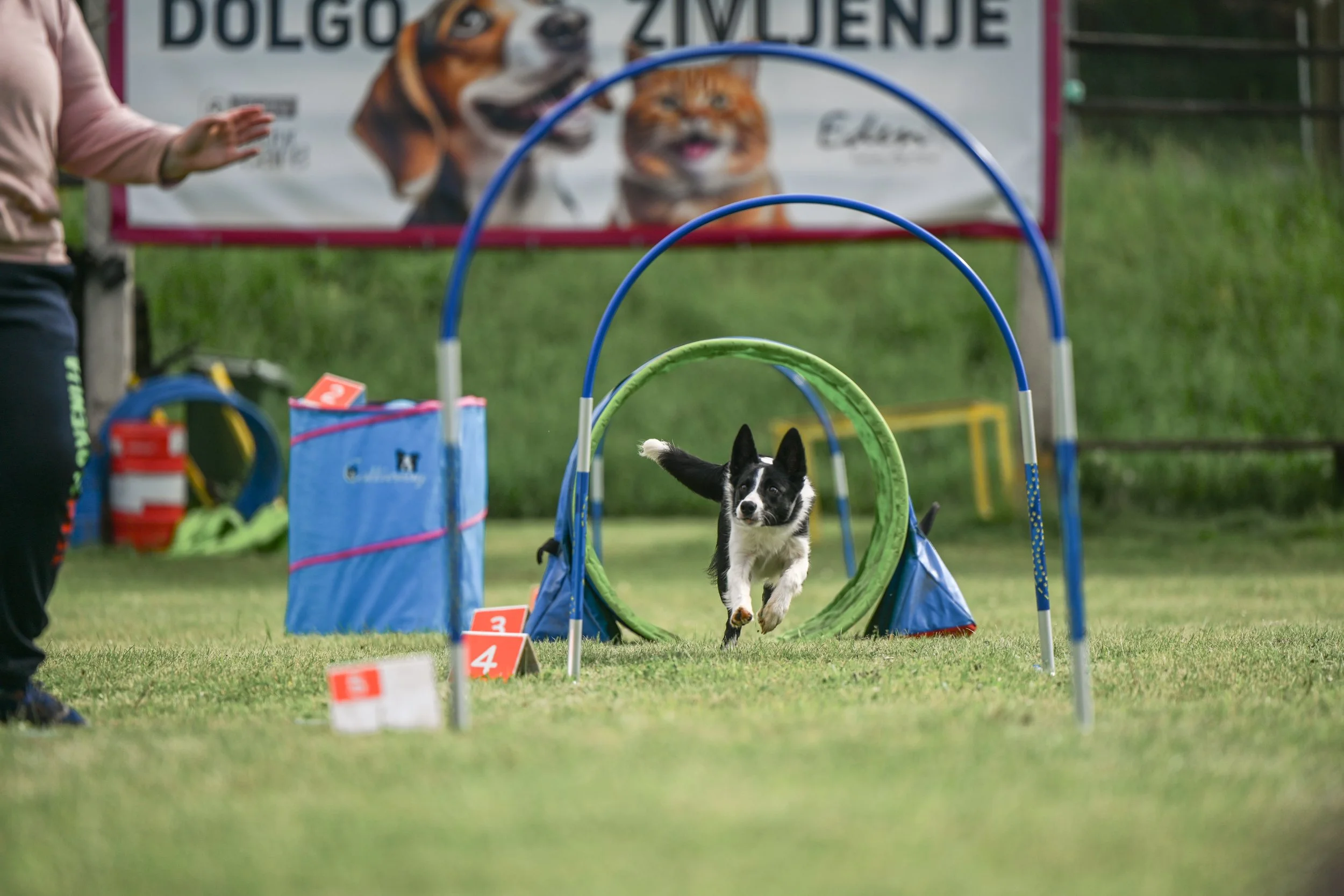 A black and white dog running through a green agility tunnel on a grassy field during a dog hoopers competition, with a blurred background of a person and a tree.