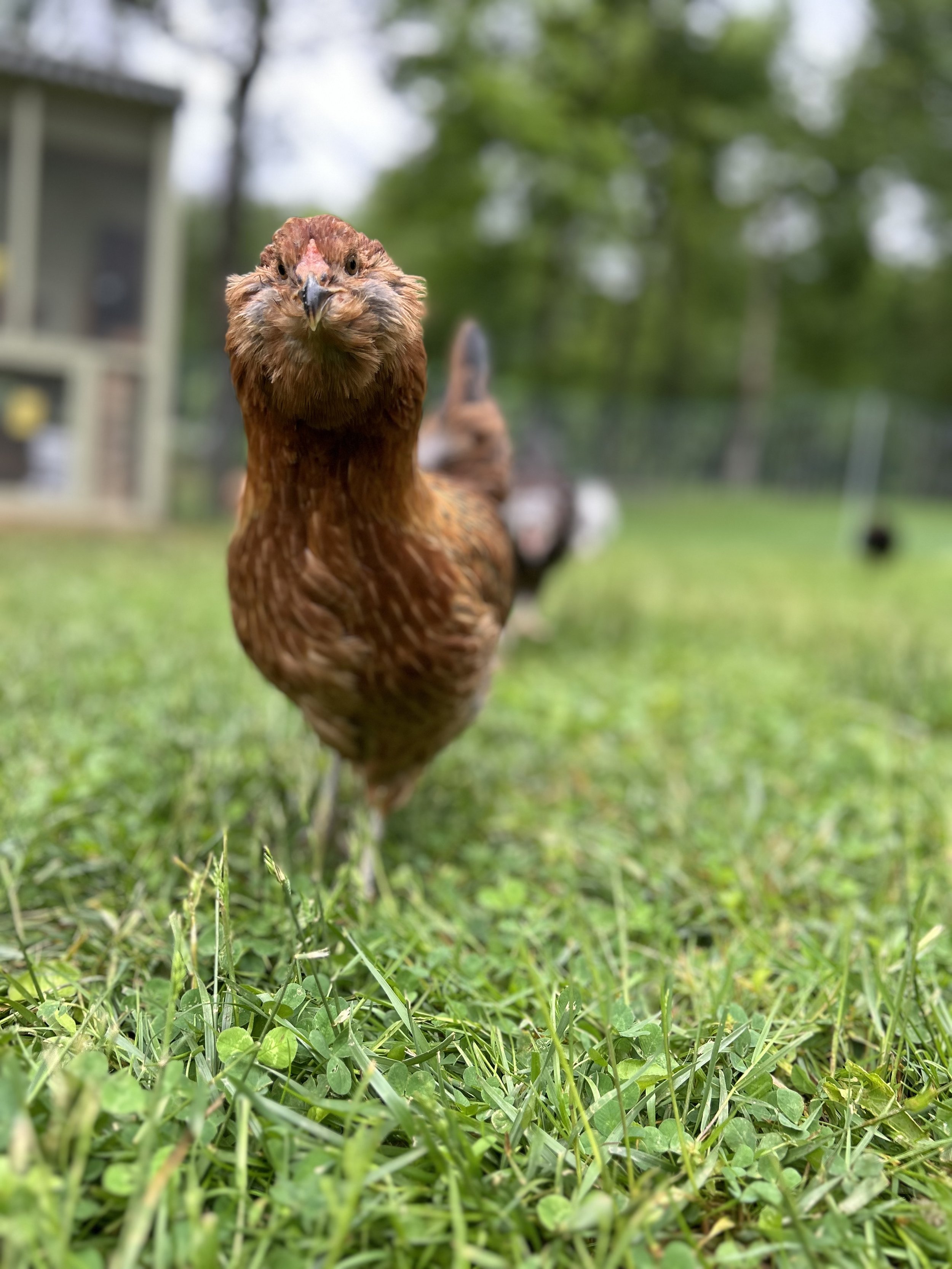 Easter Egger