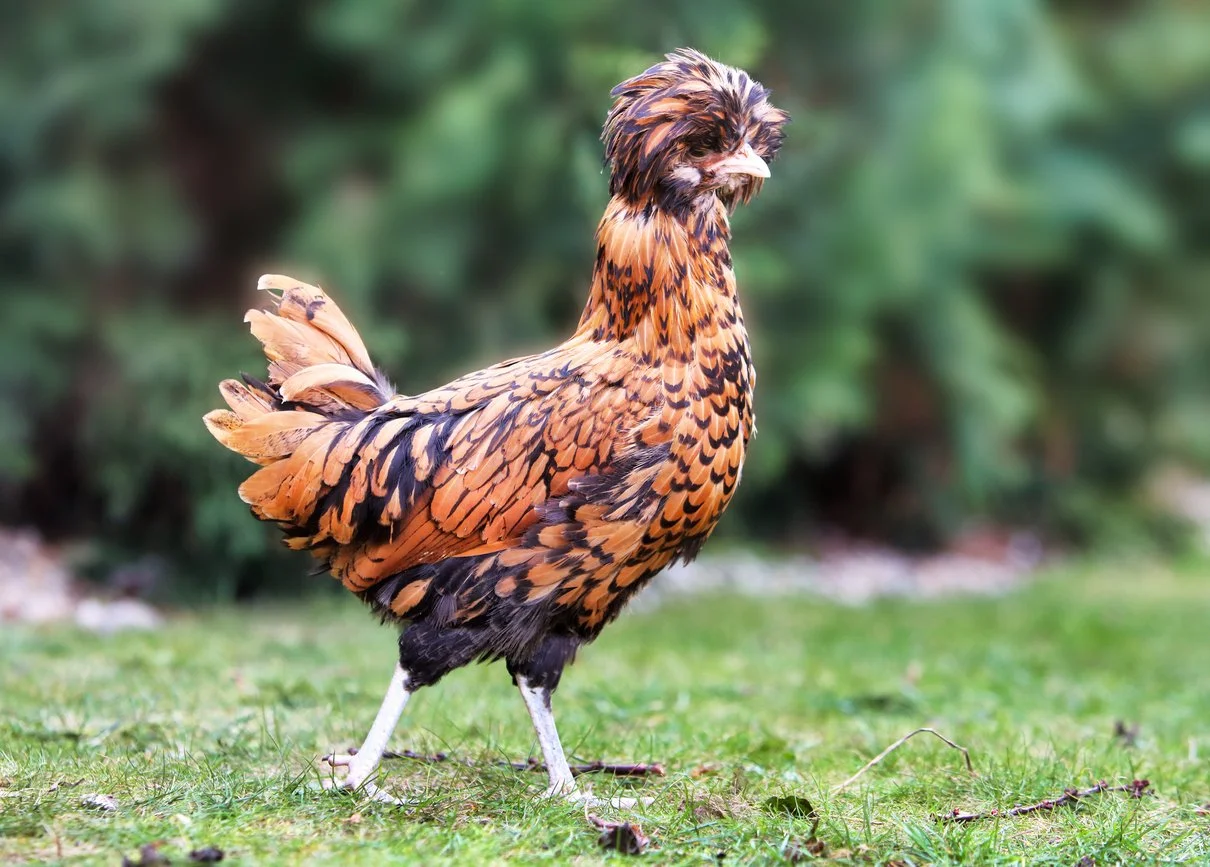 Golden Laced Polish