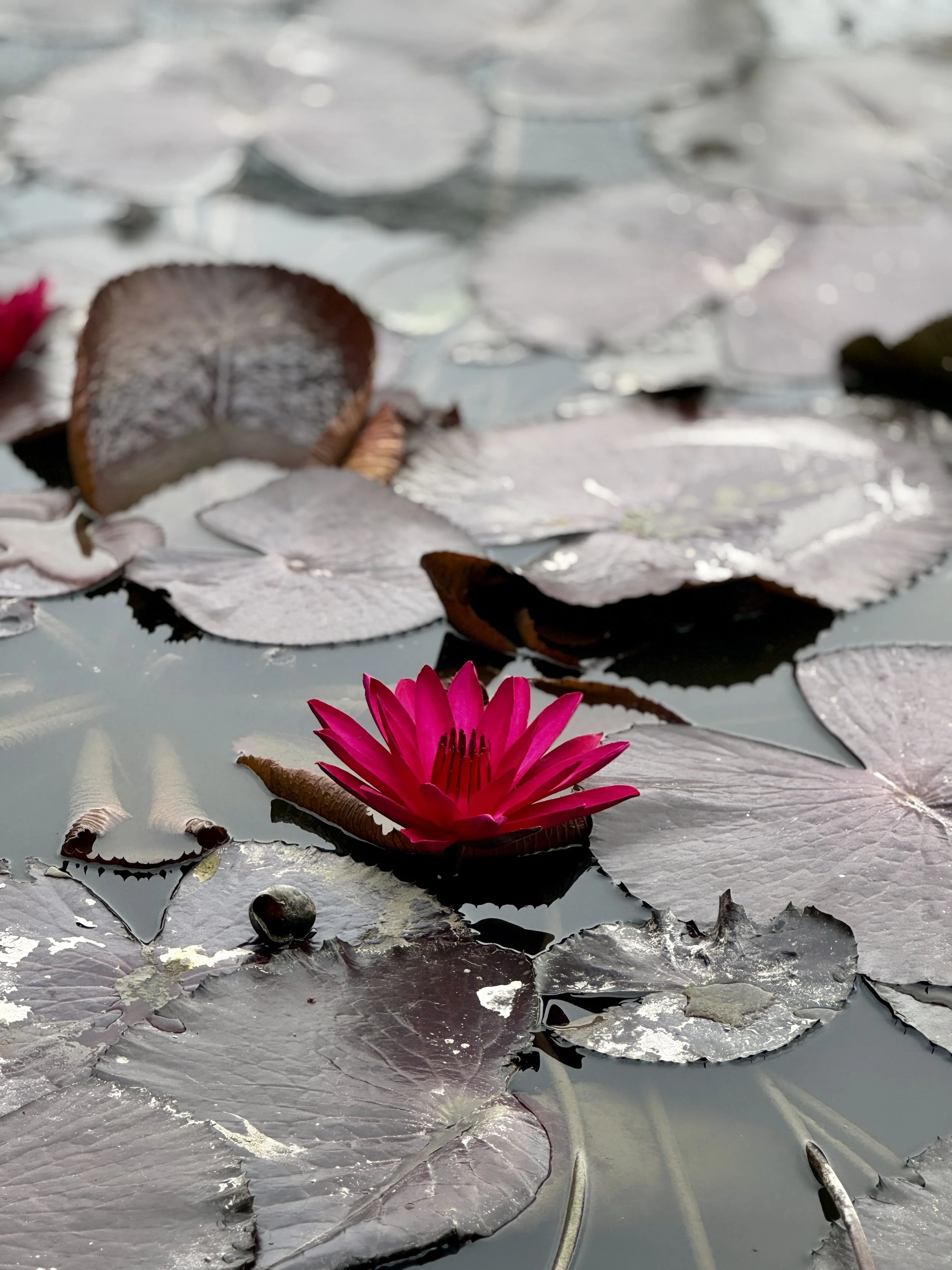 Can Reiki help if you’re grieving? Finding some relief after loss