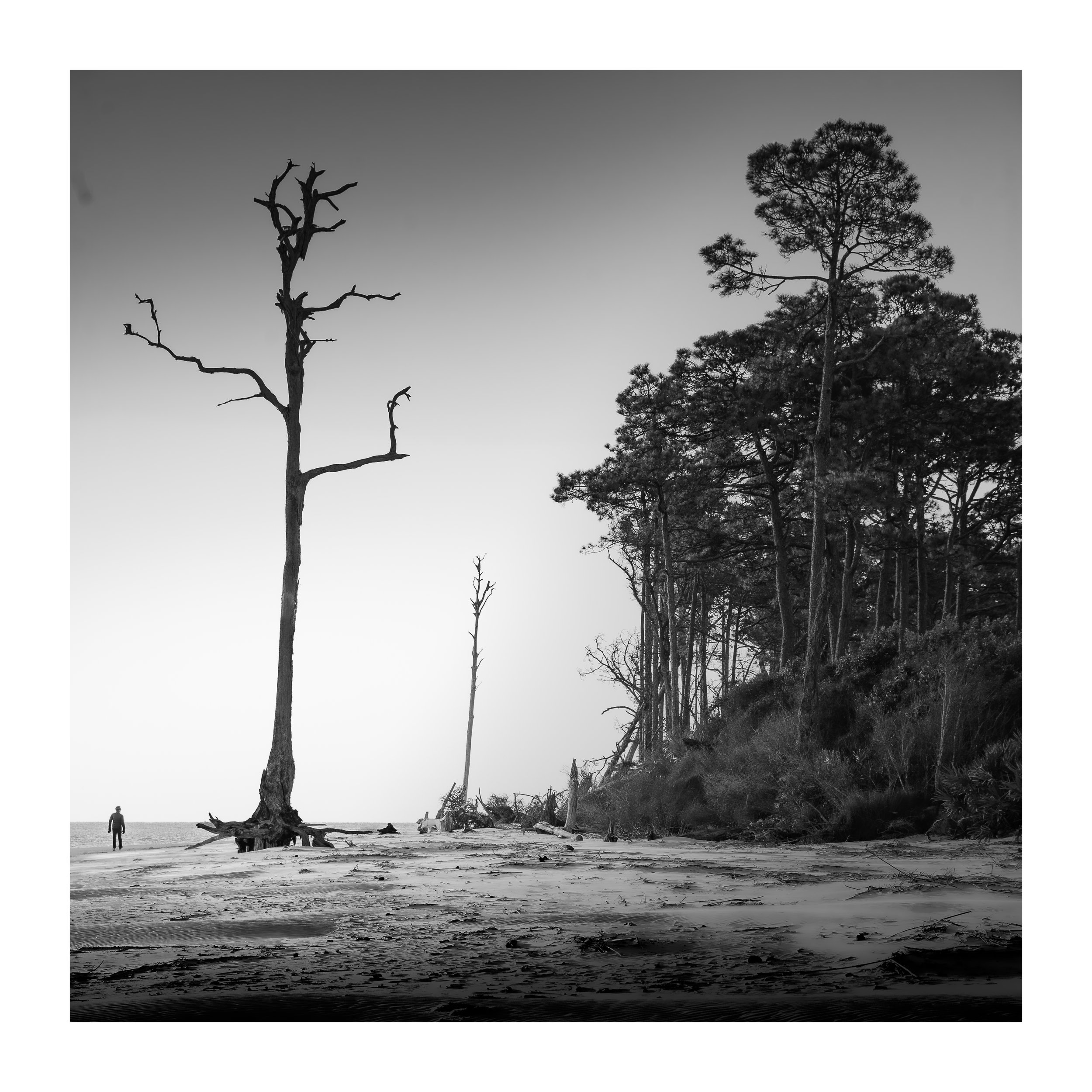 Driftwood Beach Man WB.jpg