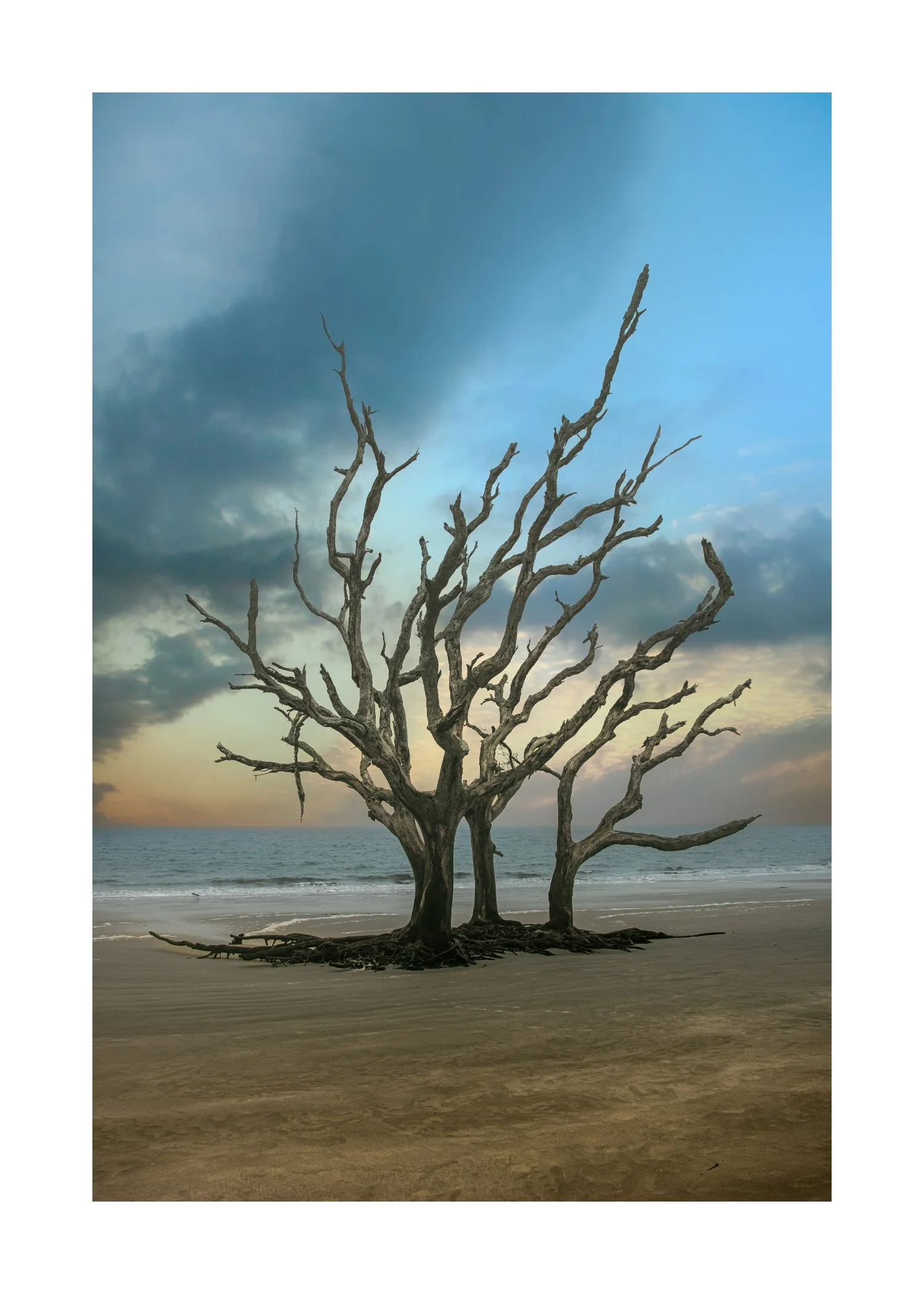 Driftwood Beach WB.jpg