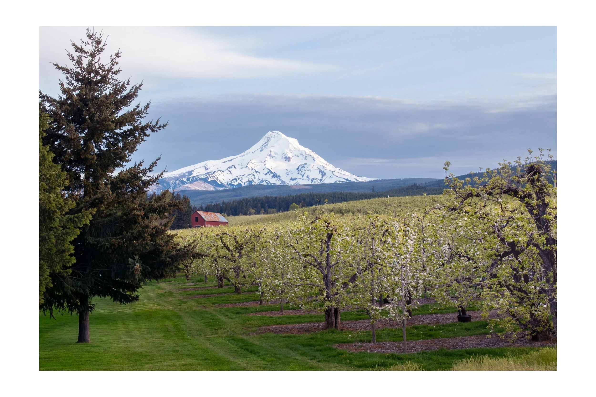 Mt Adams with Pears and Barn WB.jpg