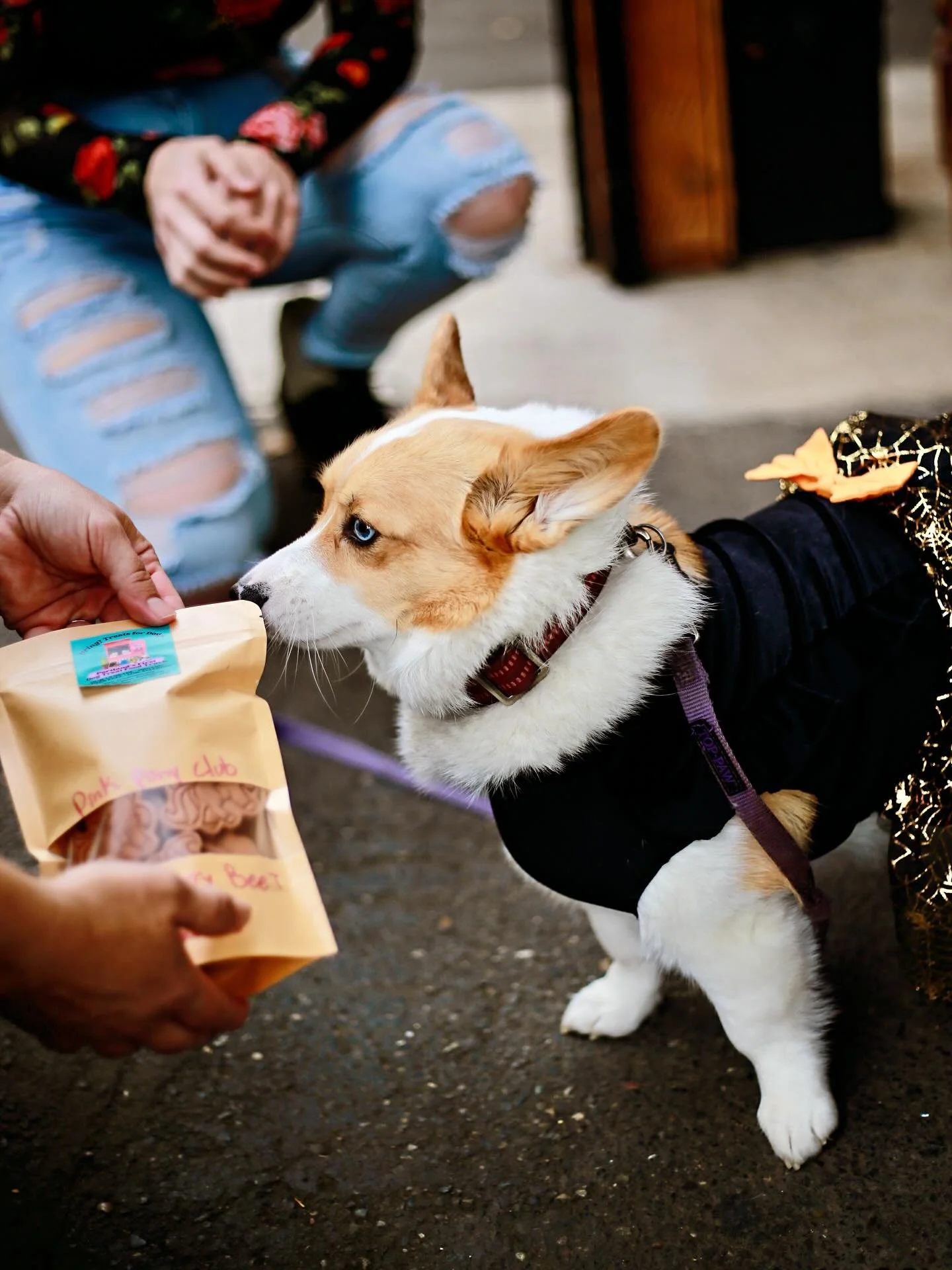 Join for halloween festivities and @allgoodbrewingco grand opening weekend! 🙌 We’ll have lots of treats for people and @bring_treats_for_dogs has treats for the puppies. Costumes are encouraged! 🎃👻
#thingstodopdx #pdxevents #sedivision #hal