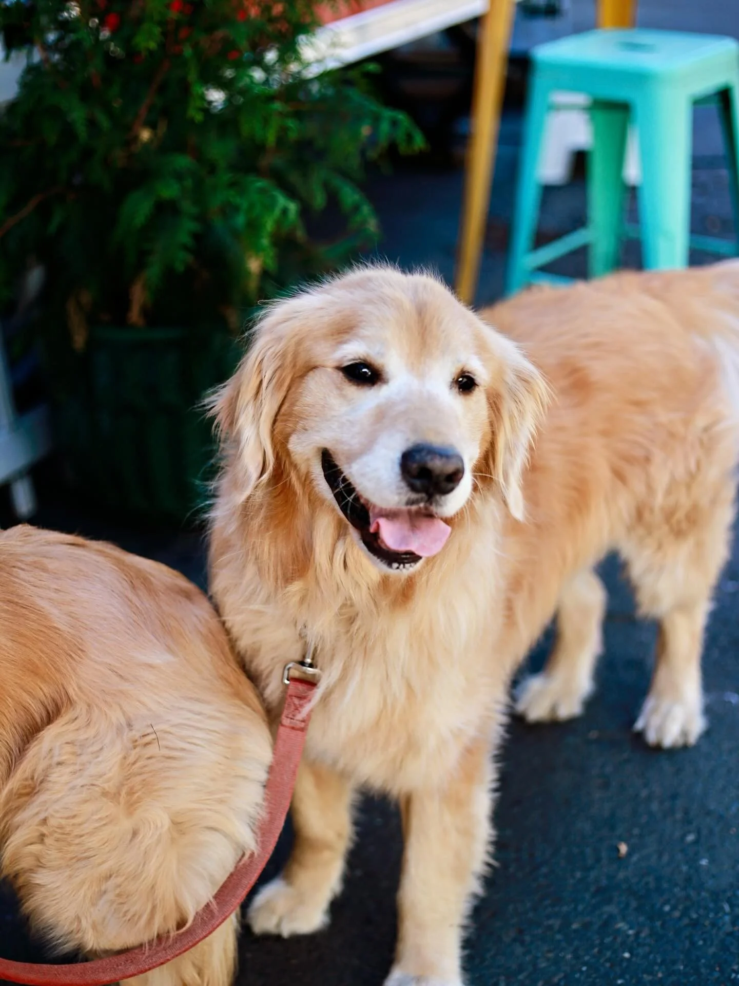 After a rainy week the sun is breaking through! Stretch your legs, put the pep in your step and enjoy a walk with your dogs to @bring_treats_for_dogs. 🐕&zwj;🦺

@sunrisecopdx is open all morning serving coffee and some of the best breakfast sandos i