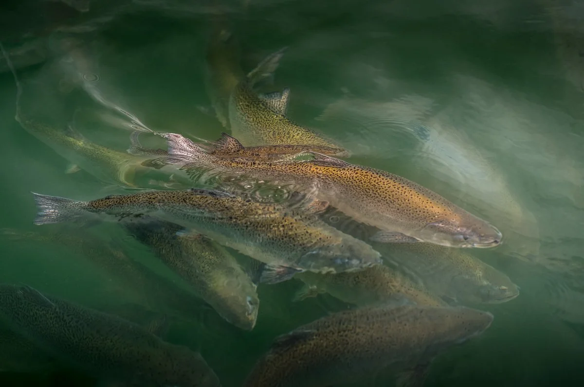 Mackenzie Salmon