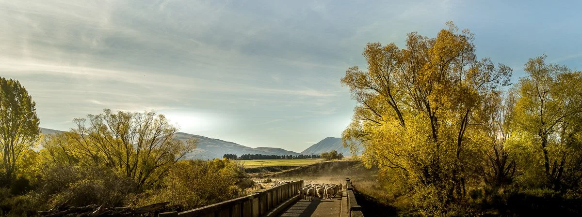 Sheep Homeward Bound Fairlie