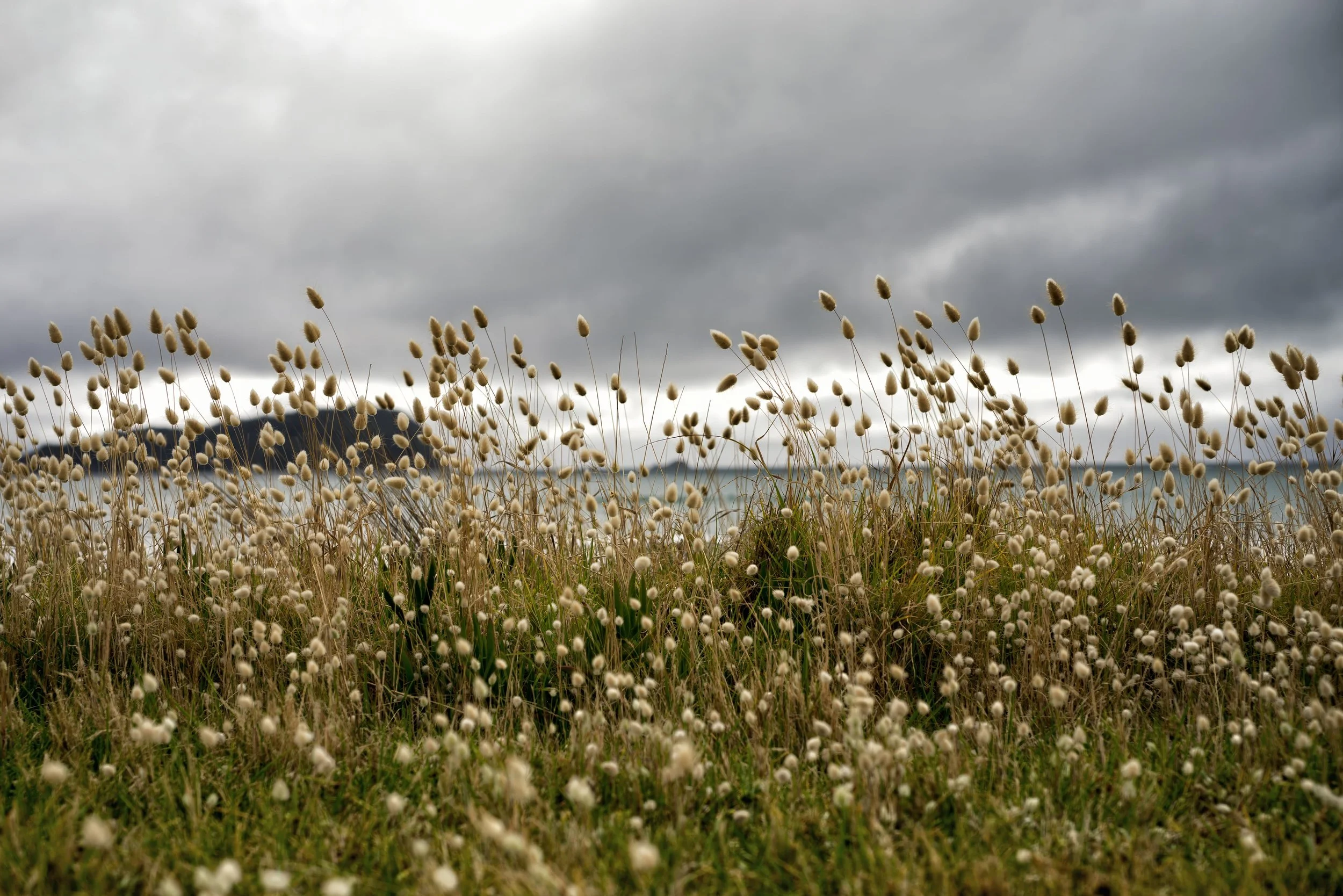 flower, grass, sea, water, coromandel, seascape, landscape, nature