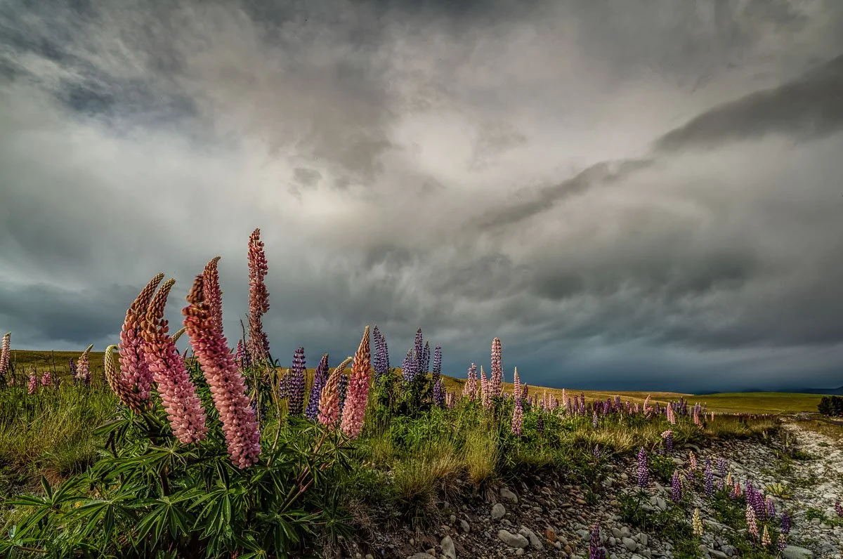 Lupins in another storm