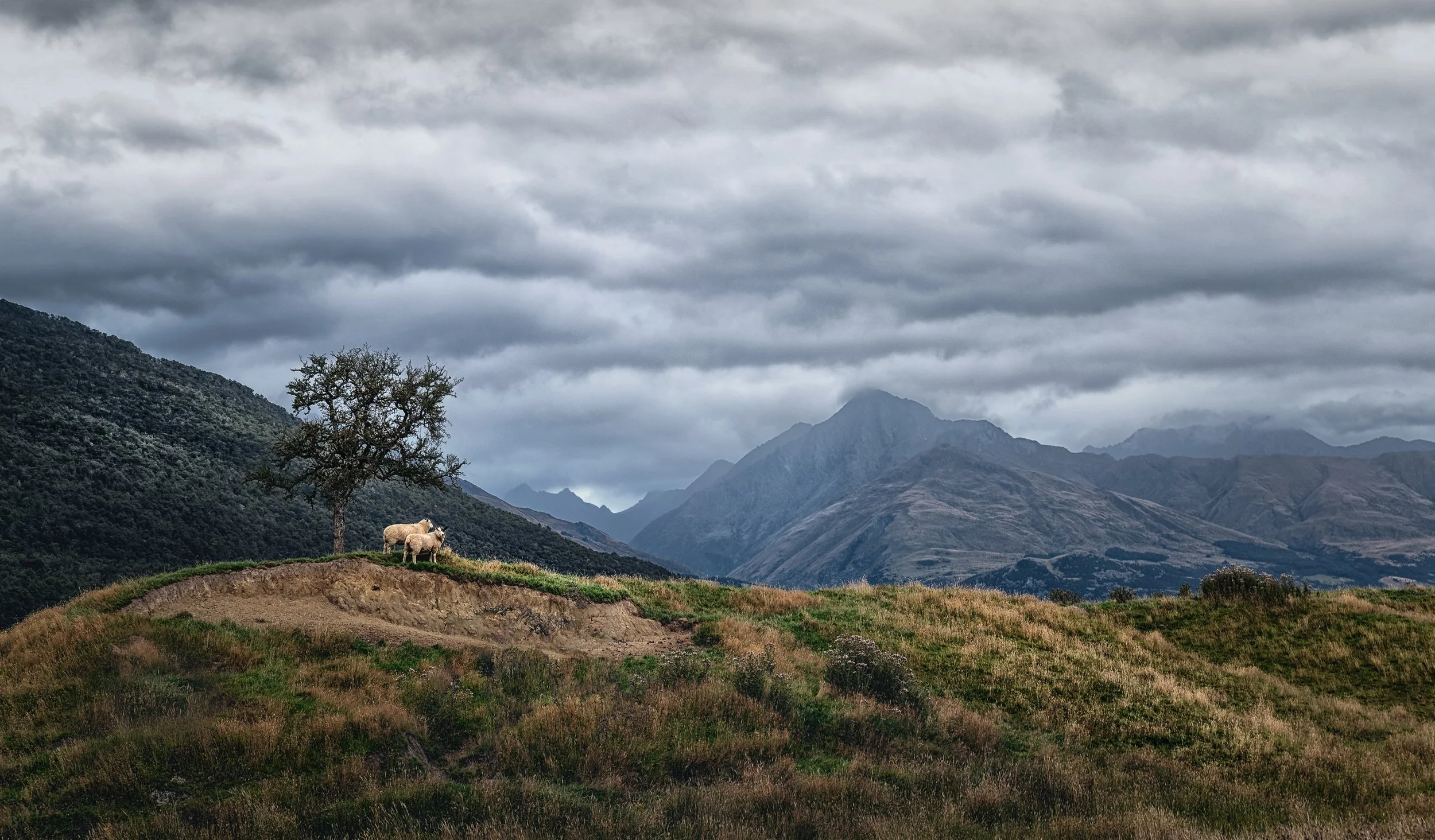 Glenorchy, sheep, mountain, central, otago, landscape, animal