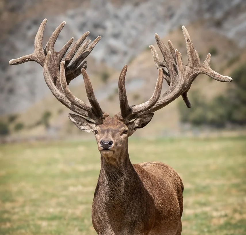 Deer - 1