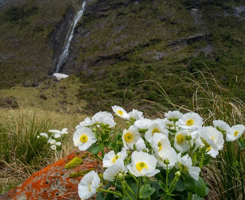 Milford, Mount Cook Lily