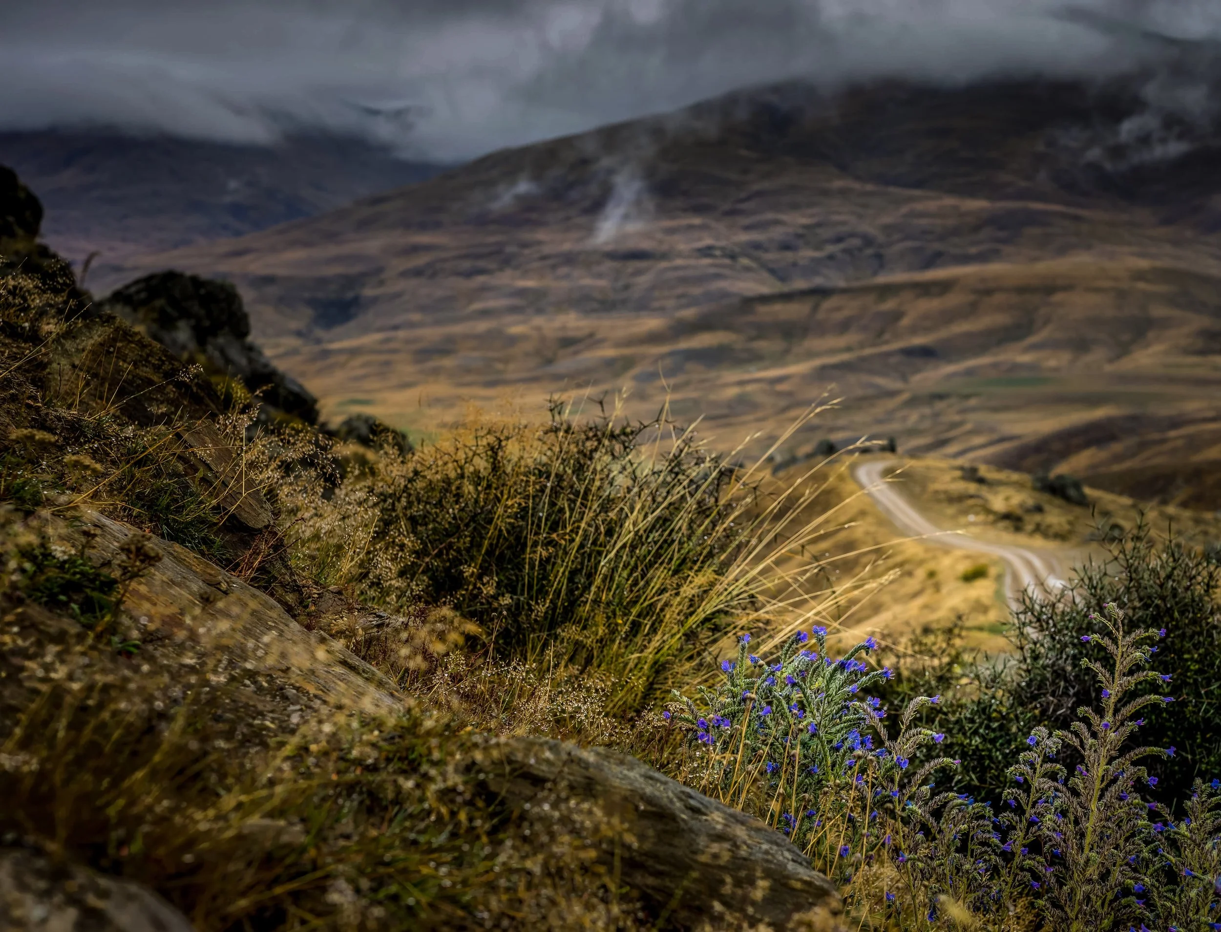 Nevis, Otago, mountain, landscape, sky, clouds, road, valley, flower